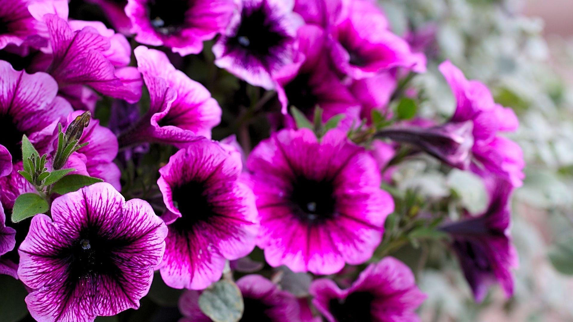 Pink Petunias wallpaper. nature and landscape
