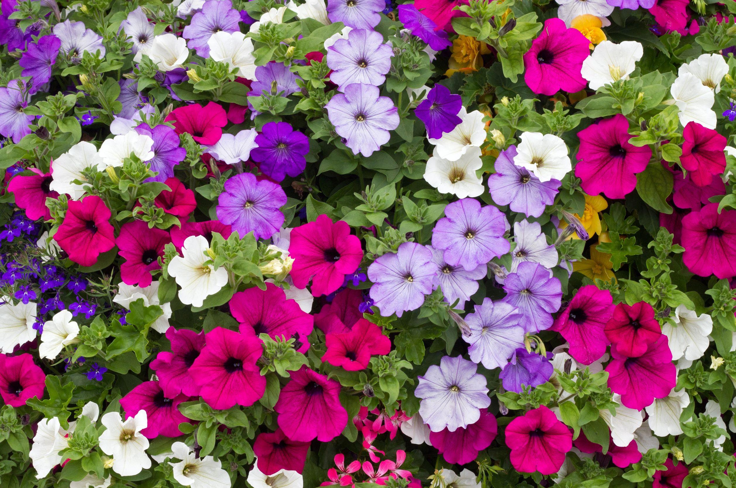 Petunia HD Wallpaper and Background