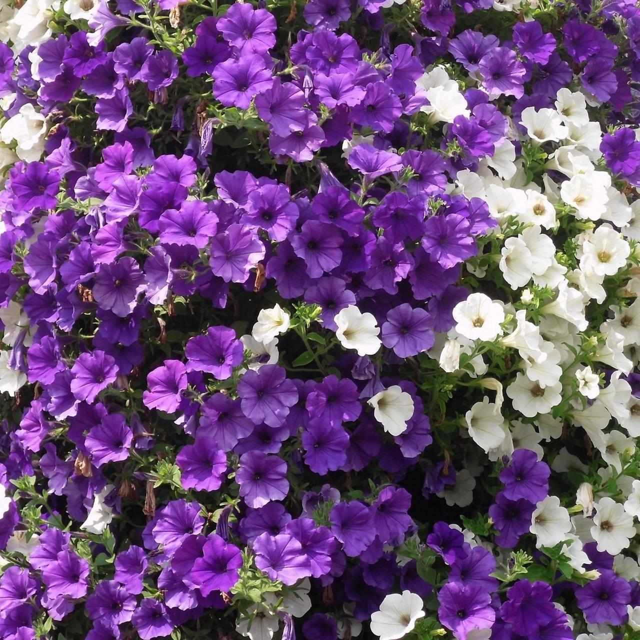 Download wallpaper 1280x1280 petunias, flowers, white, purple ipad