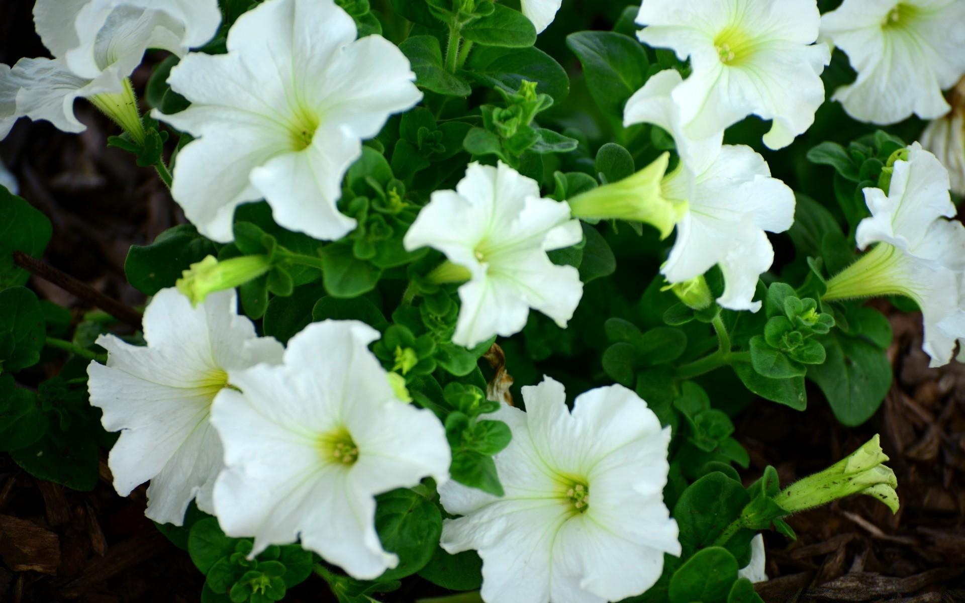 Petunias. Android wallpaper for free