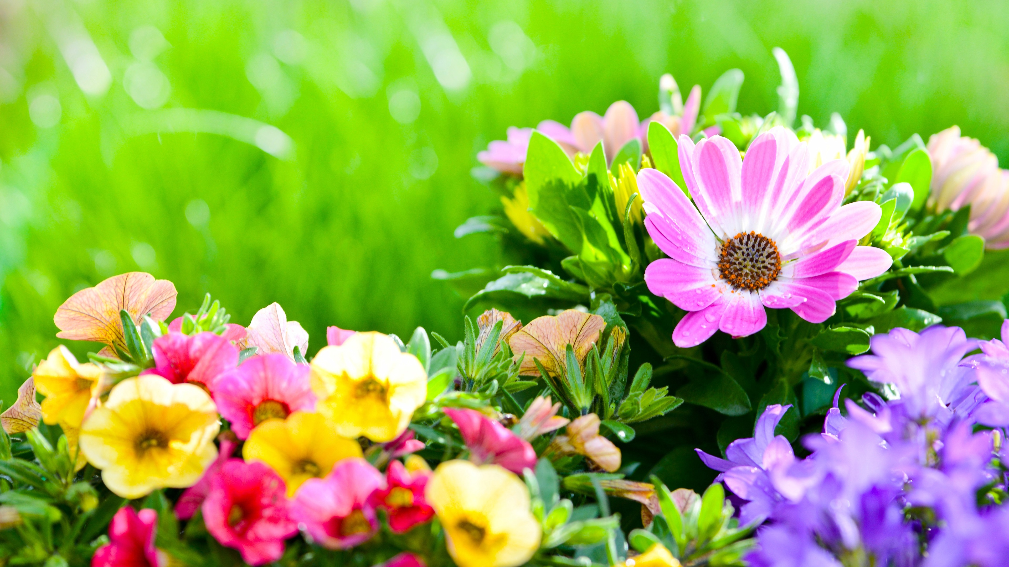 Wallpaper Colorful flowers, flowerbed, petunias 3840x2160 UHD 4K