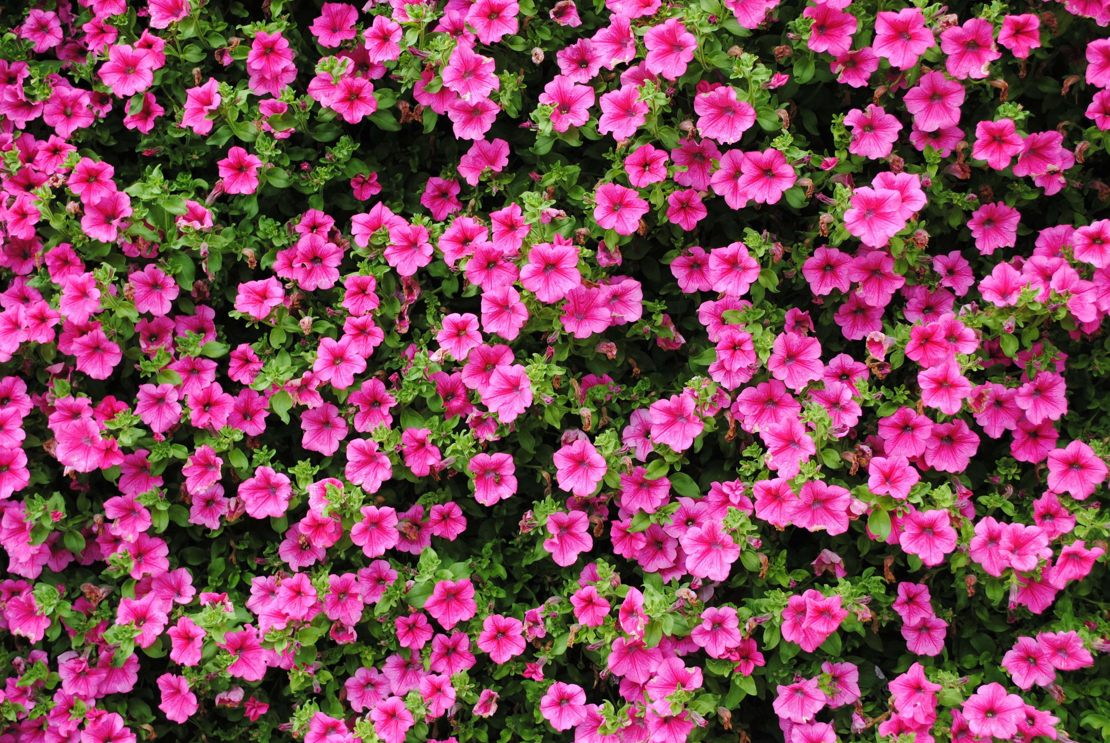 Flower, Purple, Plant, Pink, Petunia, pink color, flower free image