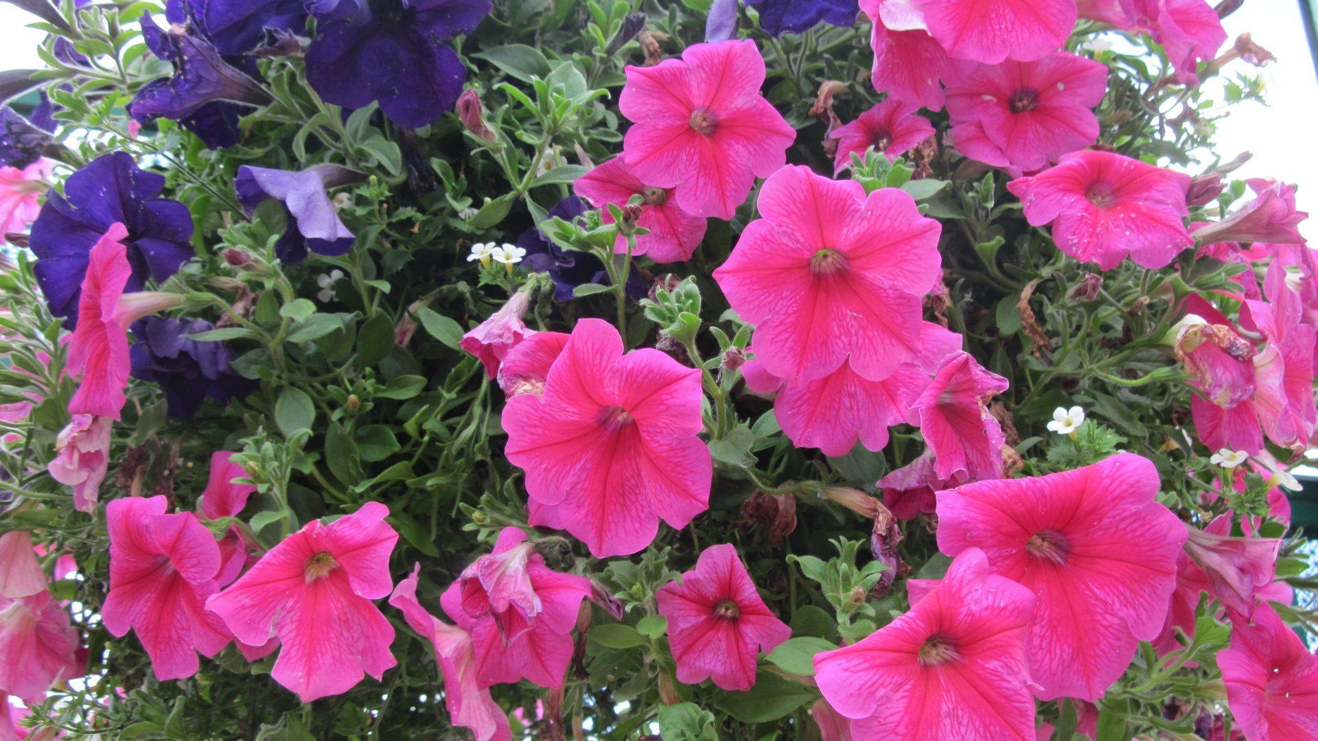 Wallpaper Tagged With Petunias: Photography Flowers Basket