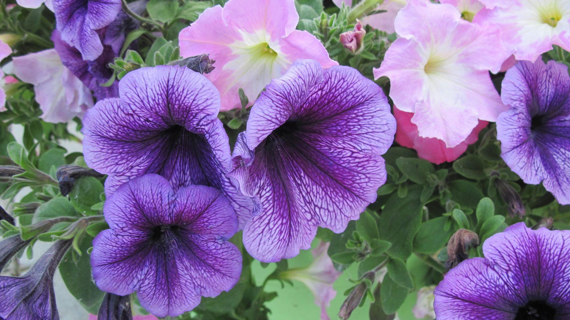 Petunias Tag wallpaper: Flowers Day Greenhouse Petunias Purple