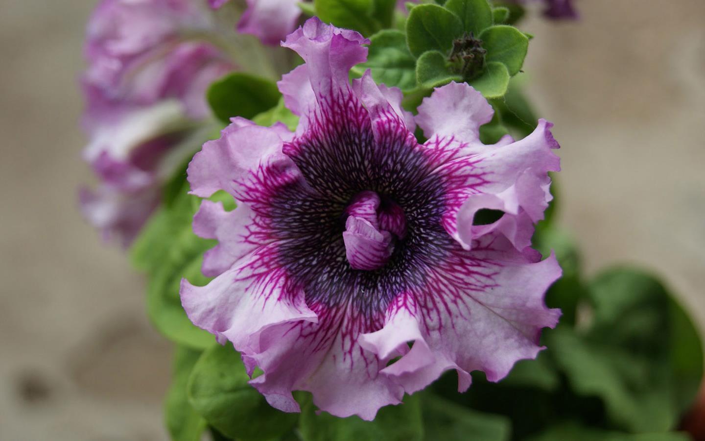 Petunia Tag wallpaper: Nature Purple Flower Beautiful Flowers