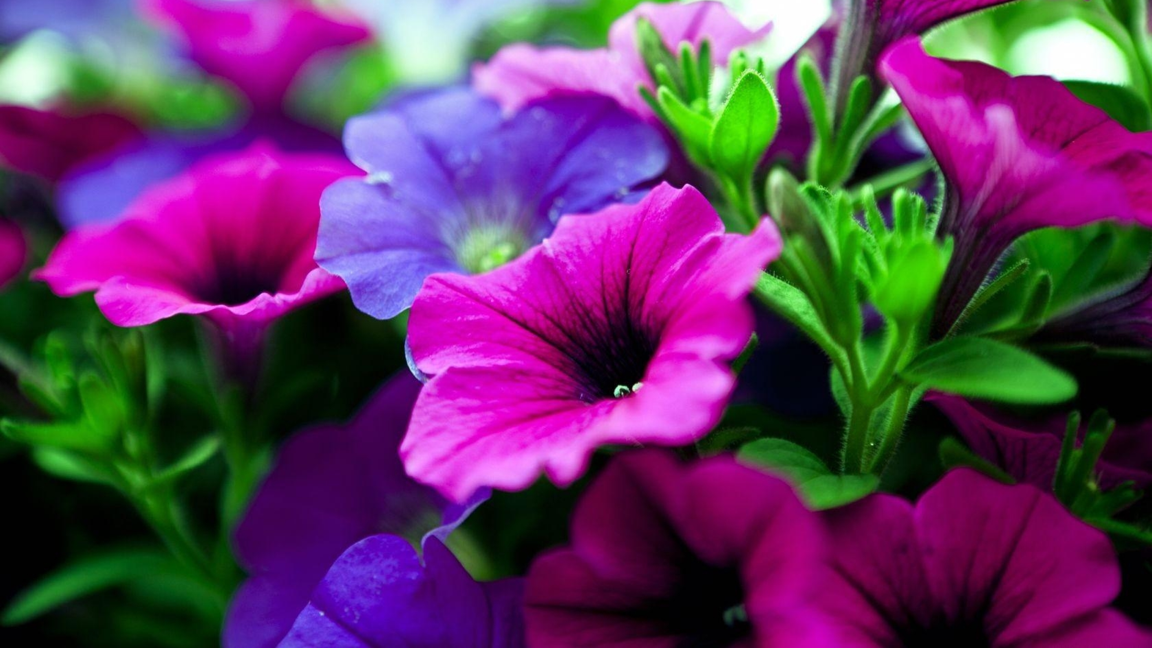 Petunias Flowers Pink And Purple Tree With Green Leaves Close Up