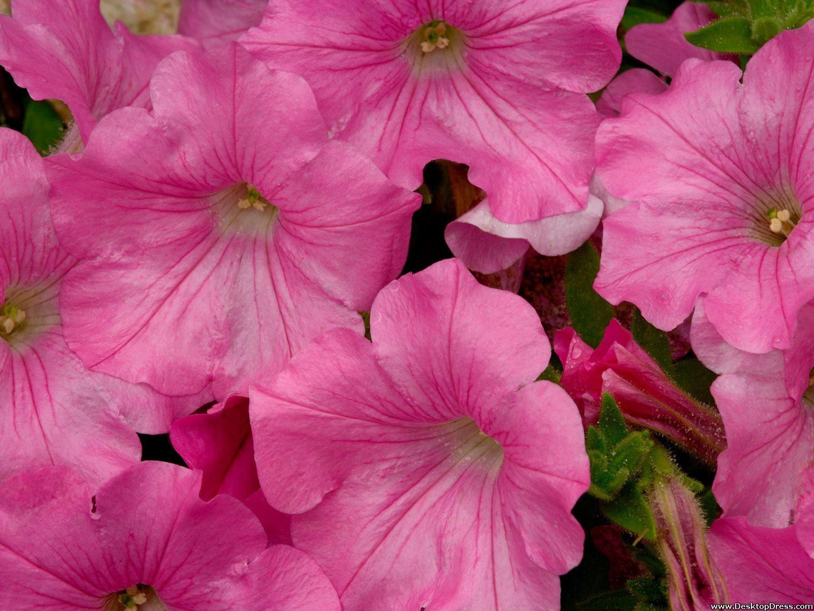 Desktop Wallpaper Flowers Background Pink Petunia