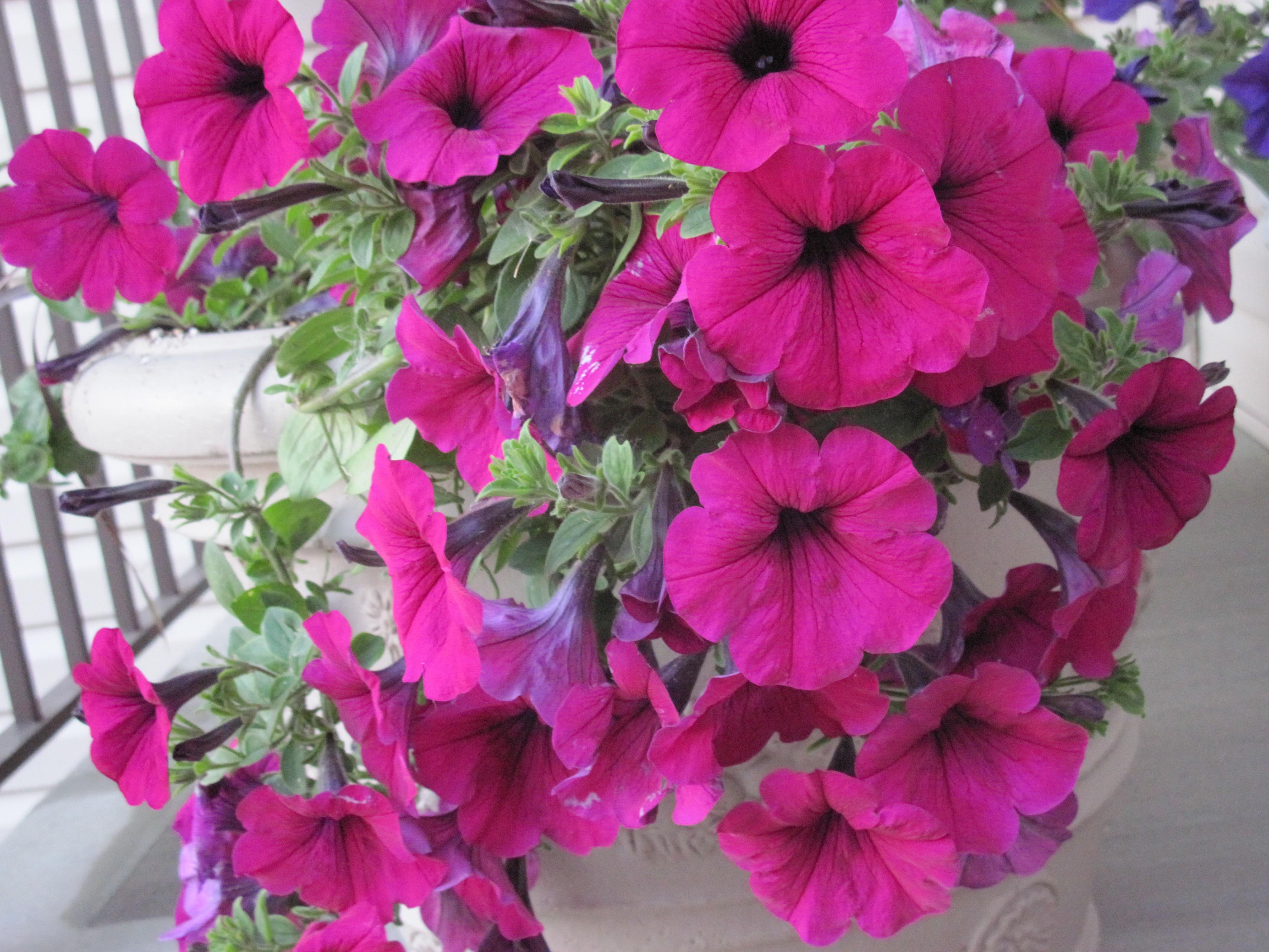 Flower: Red Petunias Growing Small Photography Garden Flowers Pot