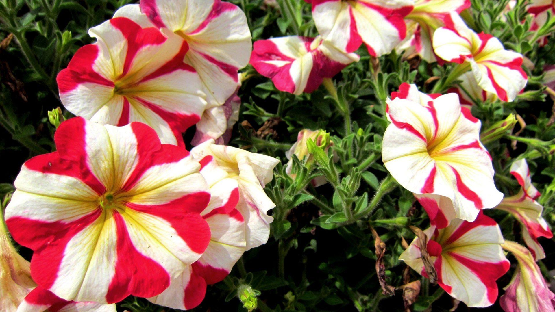 Petunia Tag wallpaper: Colorful Petunia Pretty Lovely Center Flower