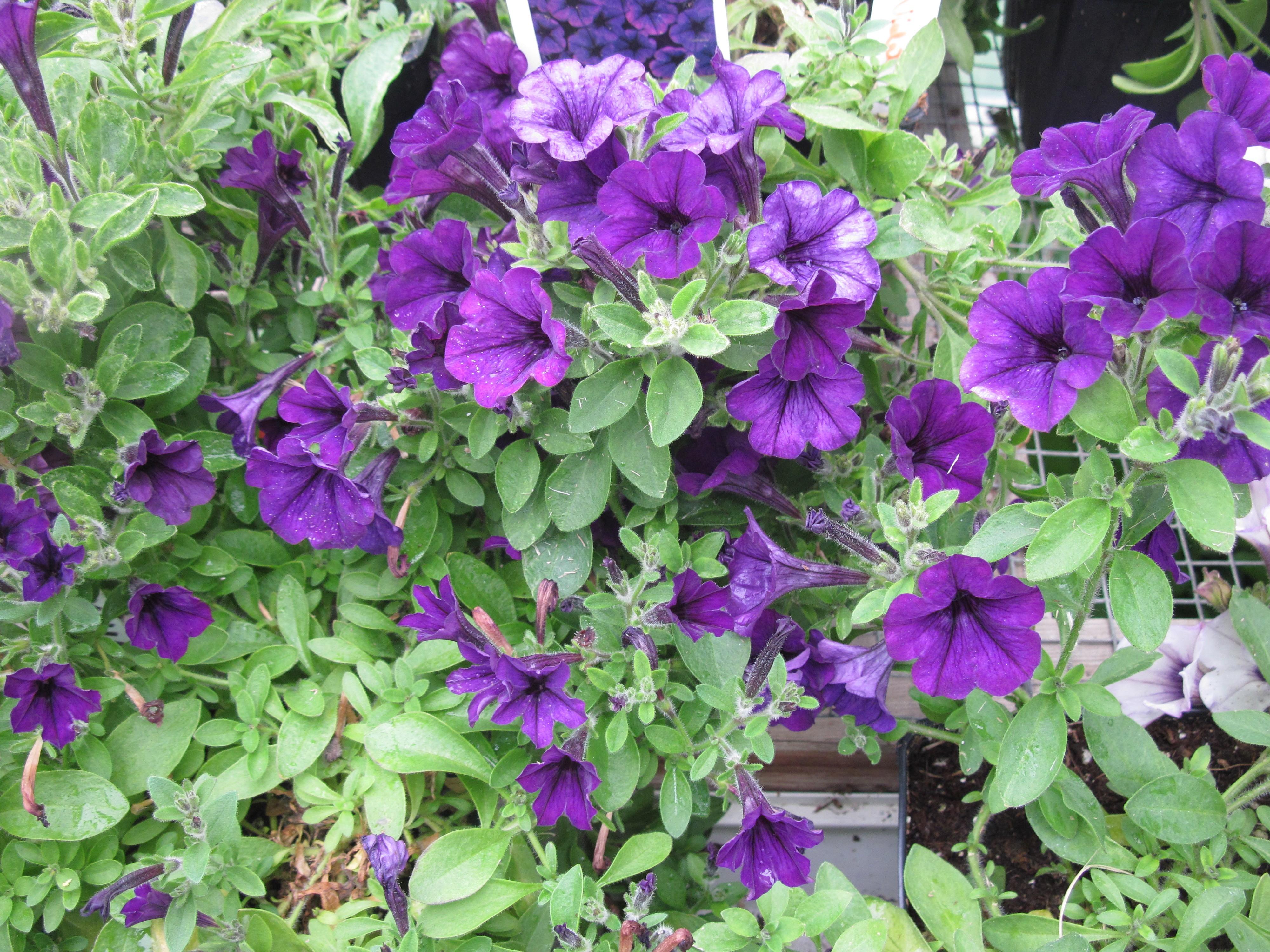 Flowers: Purple Garden Photography Flowers Greenhouse Green Day