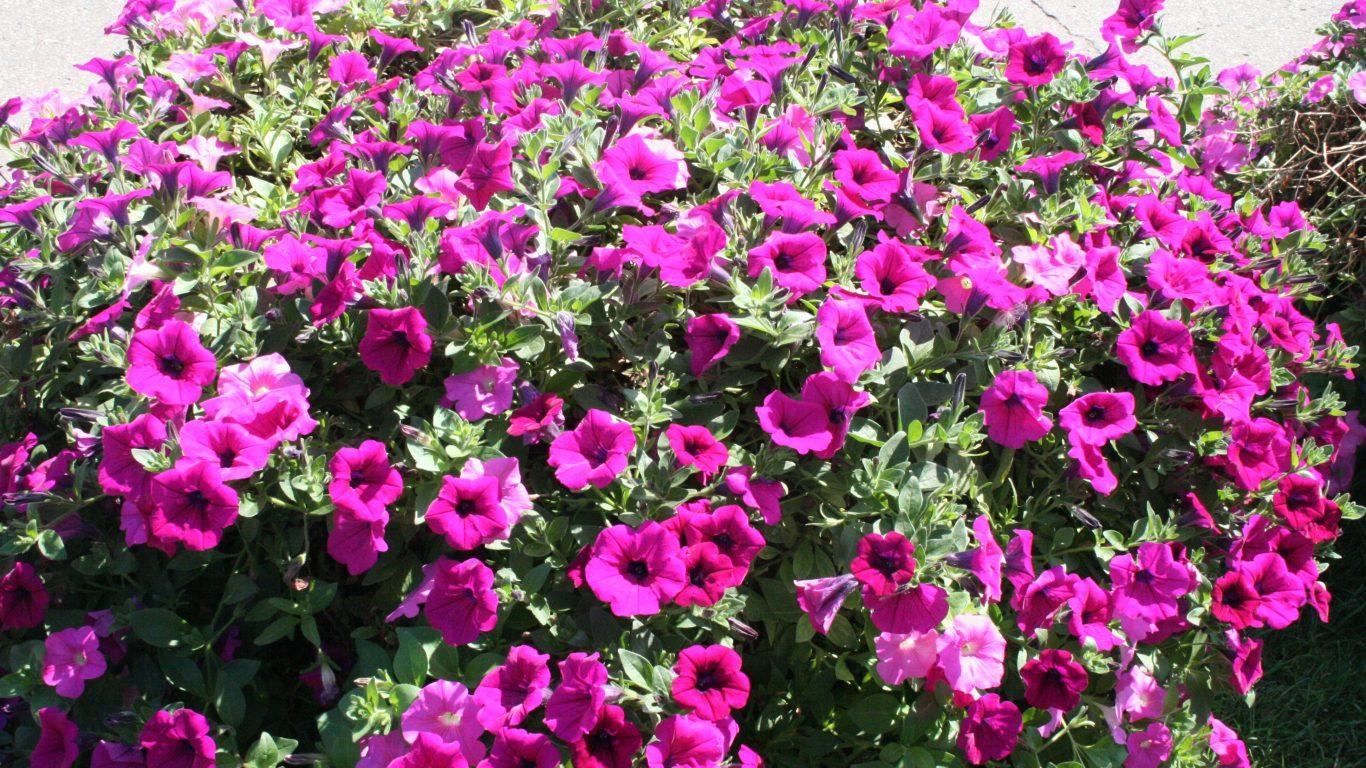 Flowers: Flowers Red Day Petunia Green Park Picnic Photography