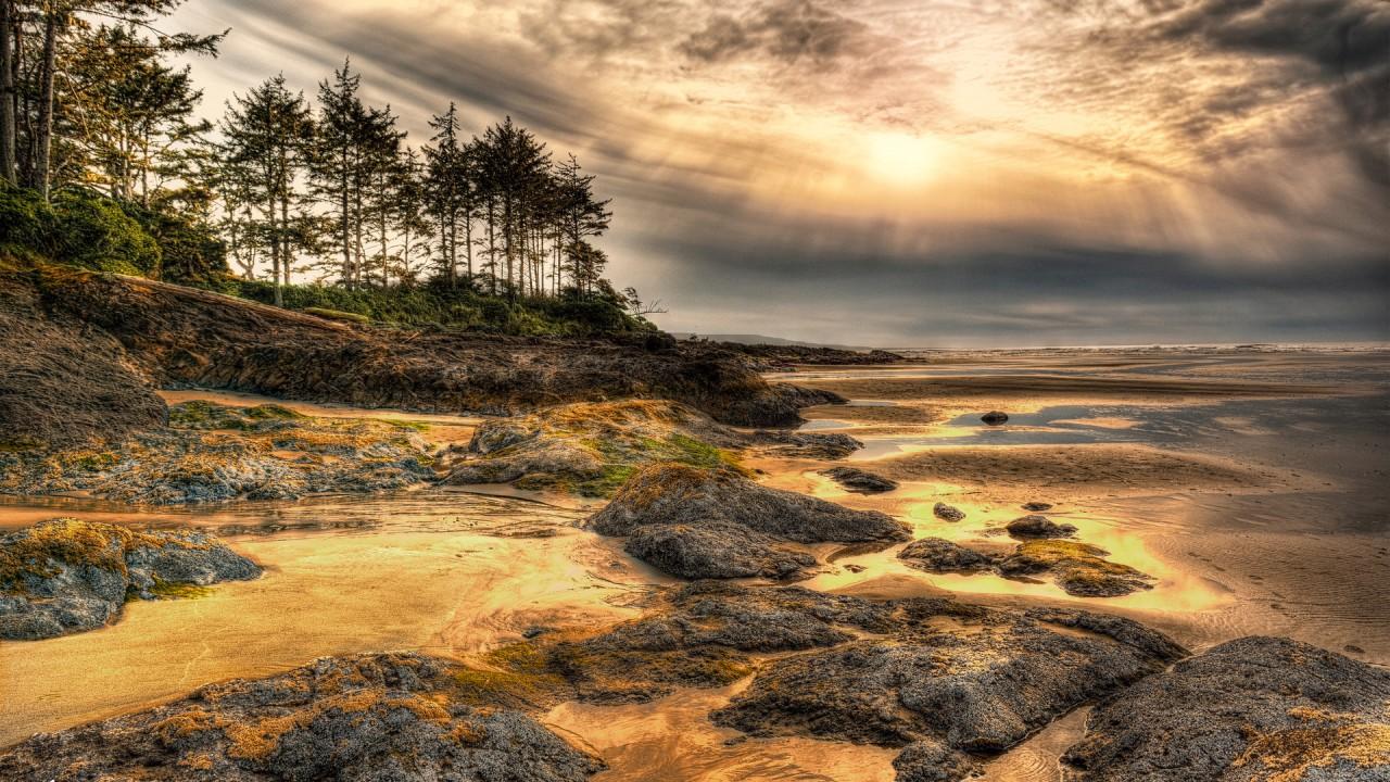 Golden Sea Shore Trees Sunset wallpaper. Golden Sea Shore Trees