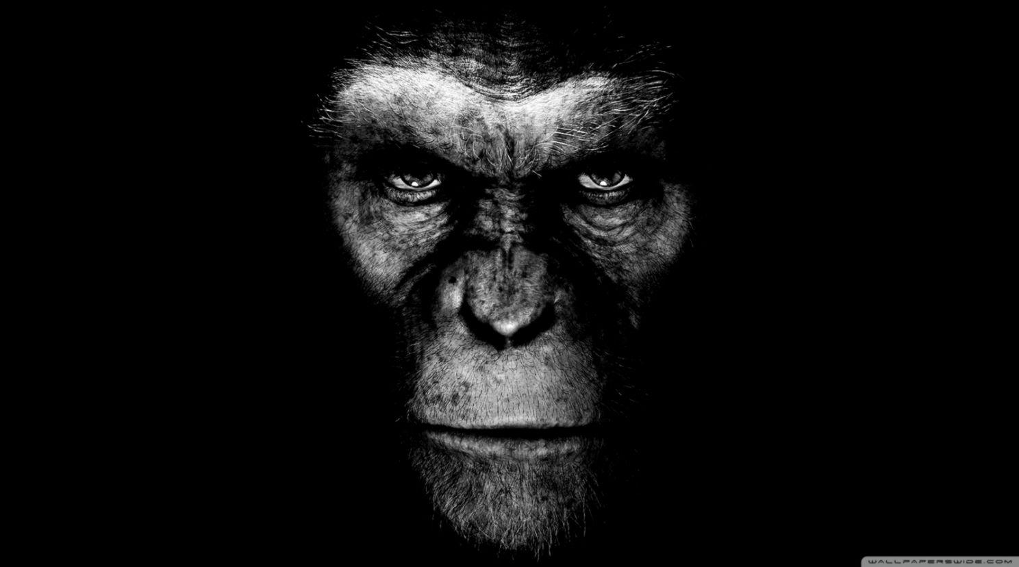 Rise Of The Planet Of The Apes Desktop Wallpaper
