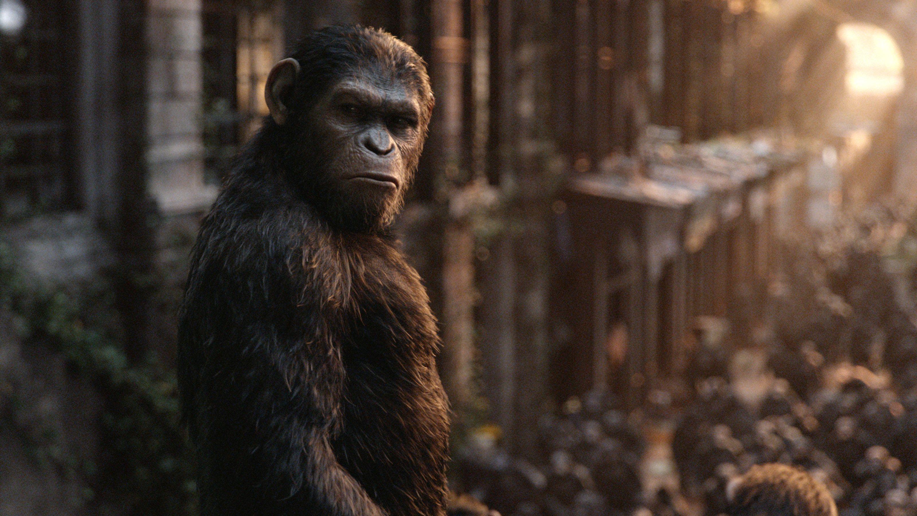 War For The Planet Of The Apes Wallpaper 11 X 1800