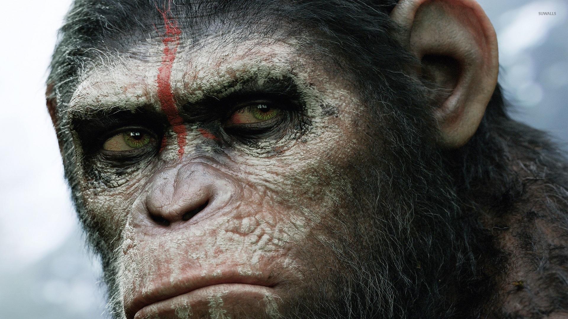Dawn of the Planet of the Apes wallpaper wallpaper