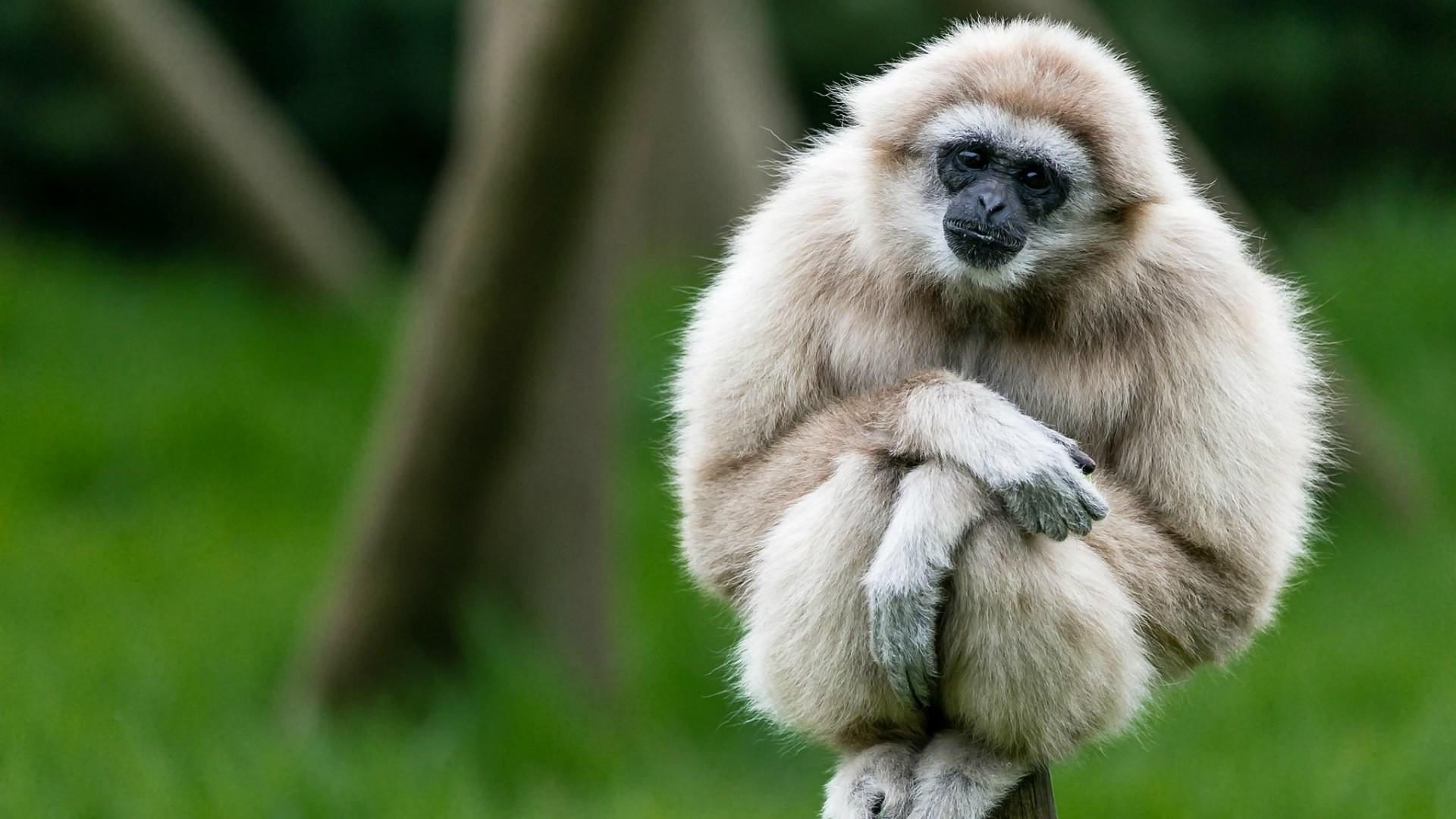 gibbons, Animals, Apes Wallpaper HD / Desktop and Mobile Background