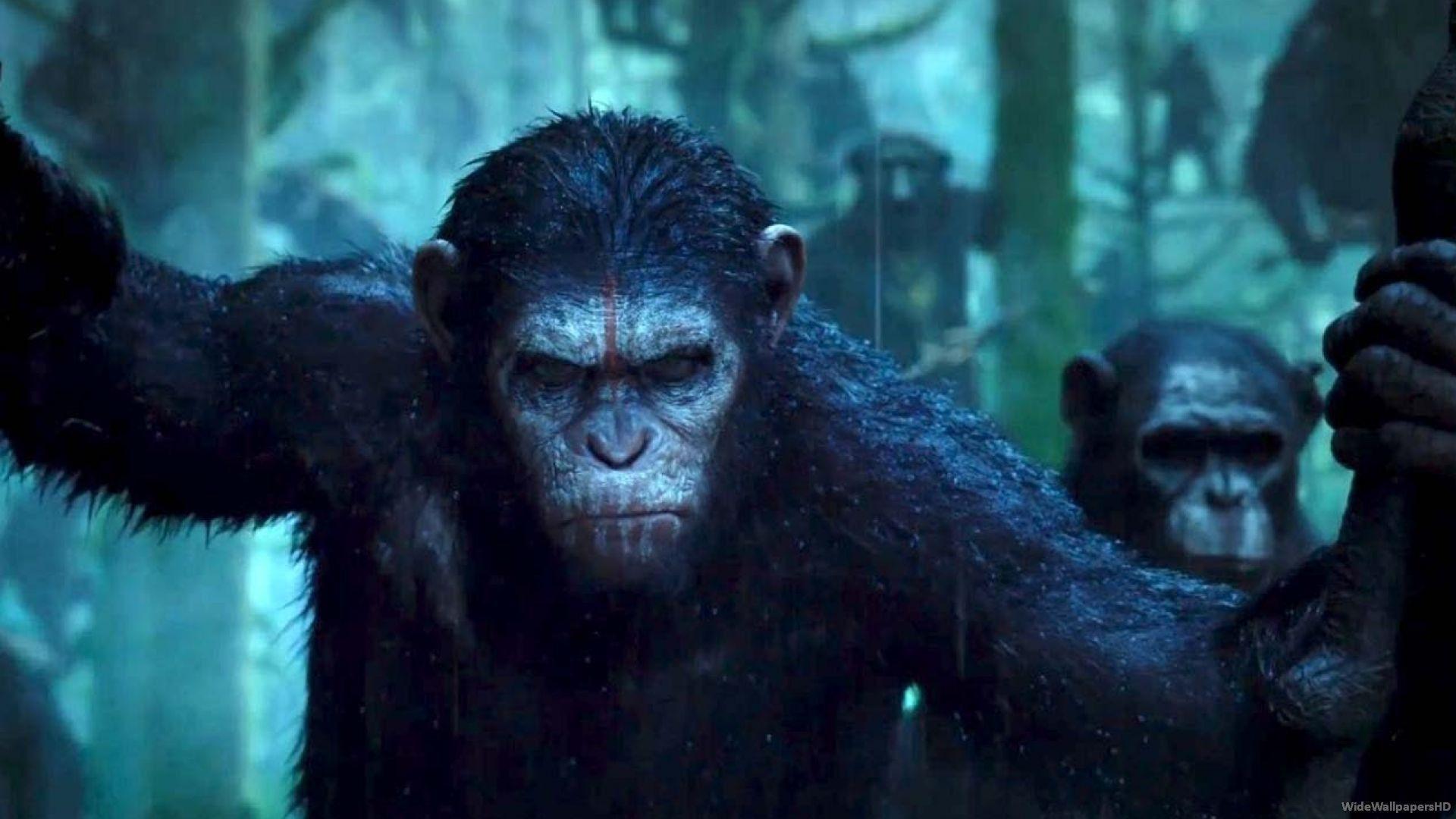 Wallpaper Blink of the Planet of the Apes Wallpaper HD 24