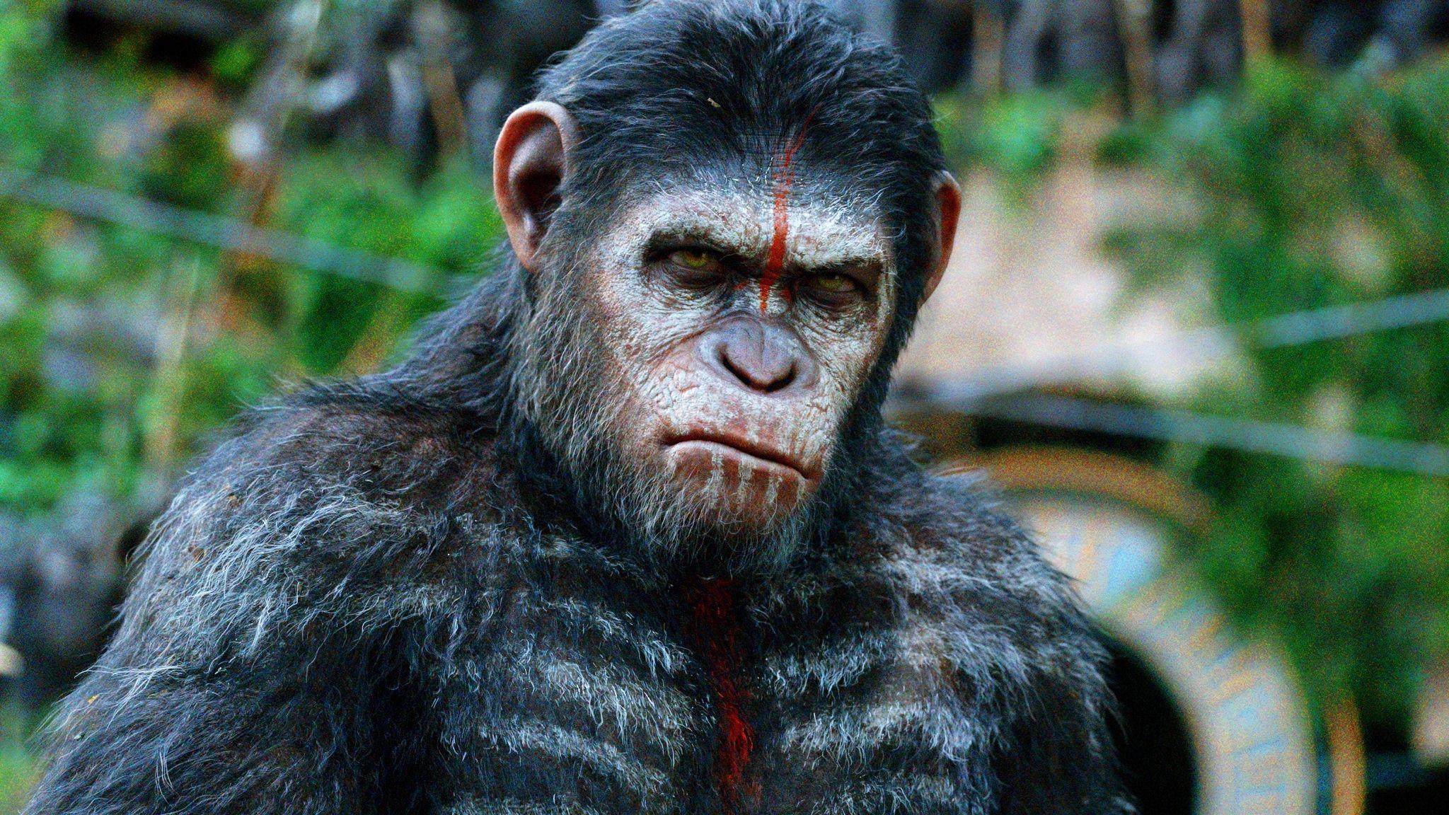 Dawn Of The Planet Of The Apes Caesar HD Wallpaper, Background Image