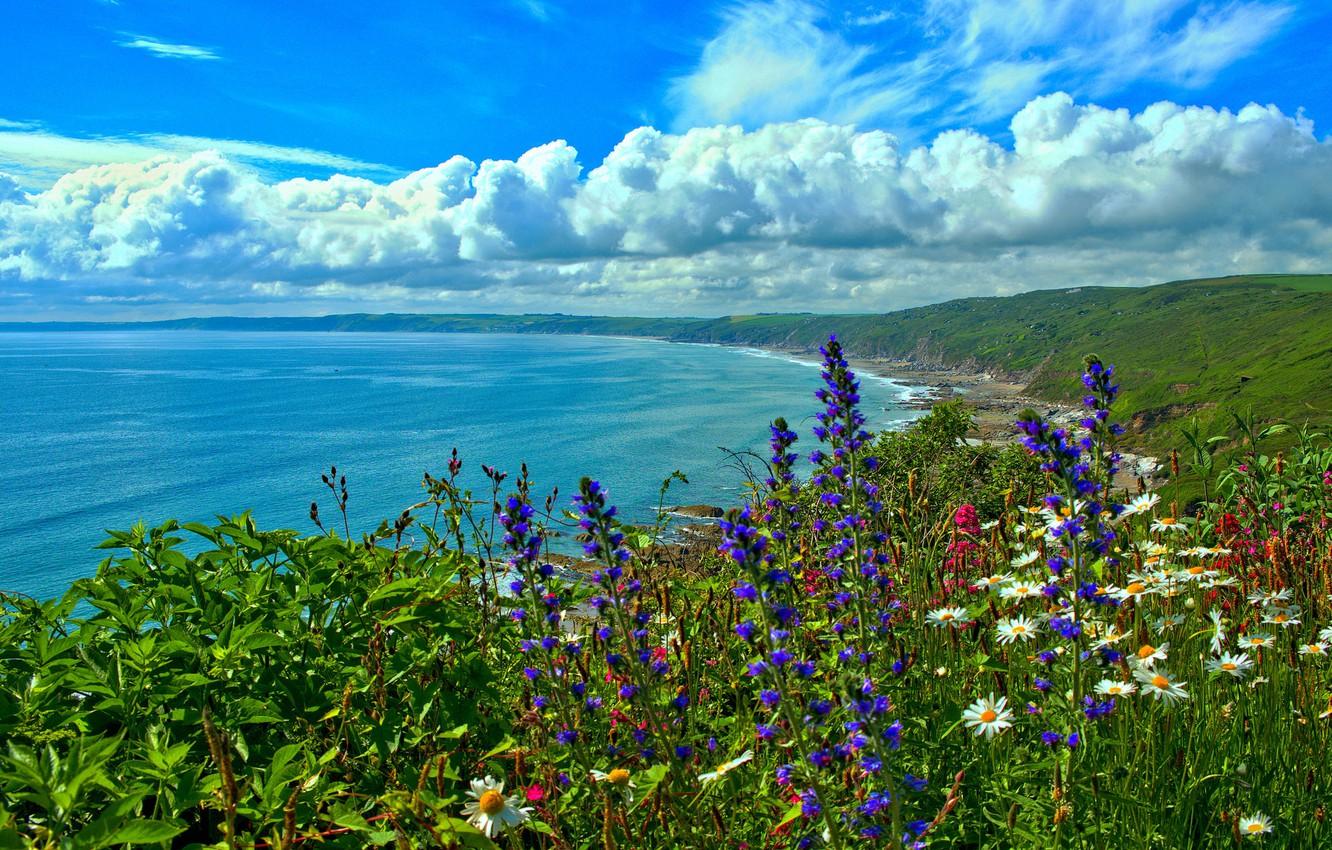 Wallpaper sea, flowers, coast, Bay, England, Cornwall