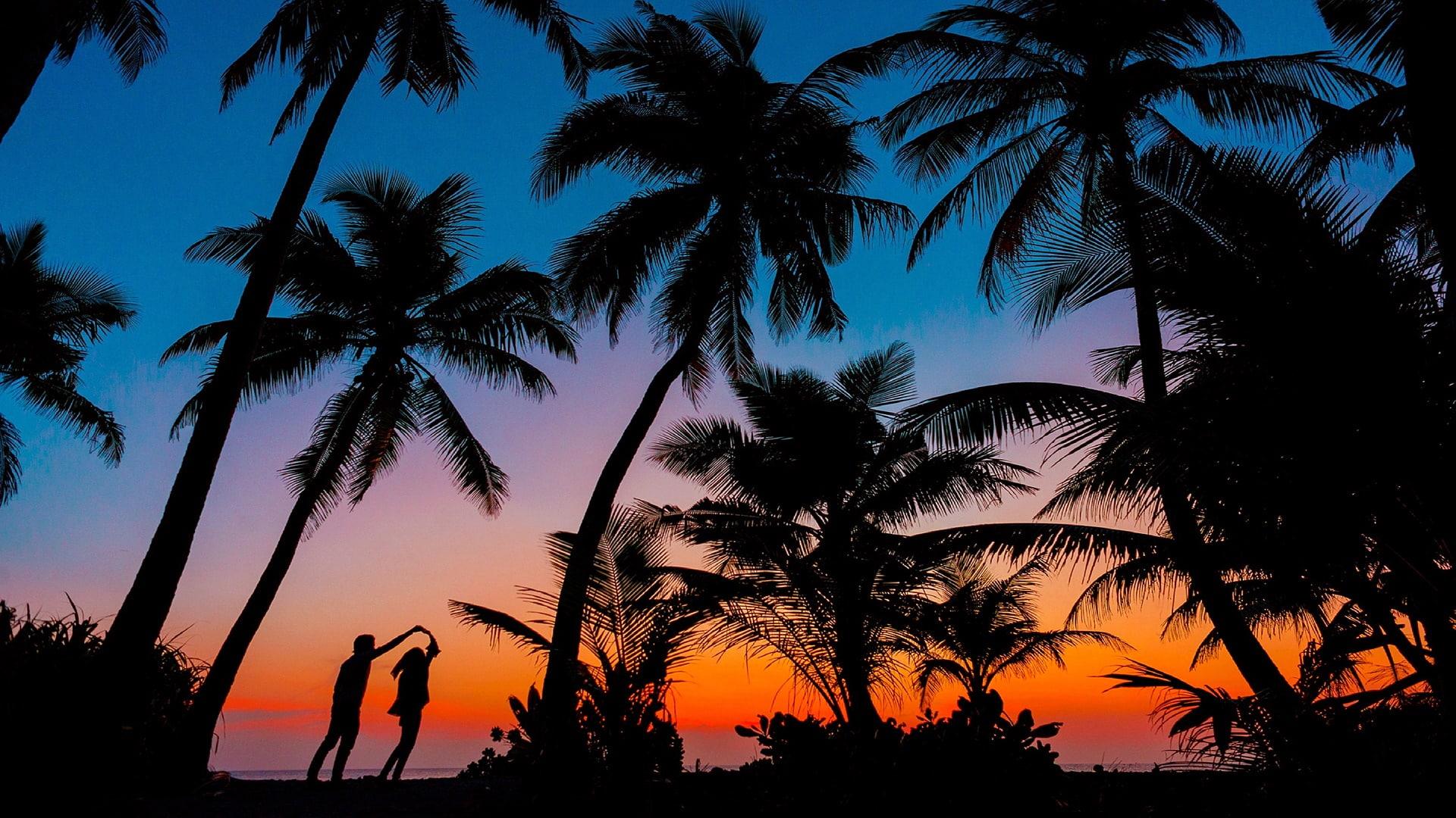 HD wallpaper: palm tree, silhouette, romantic, couple, romance