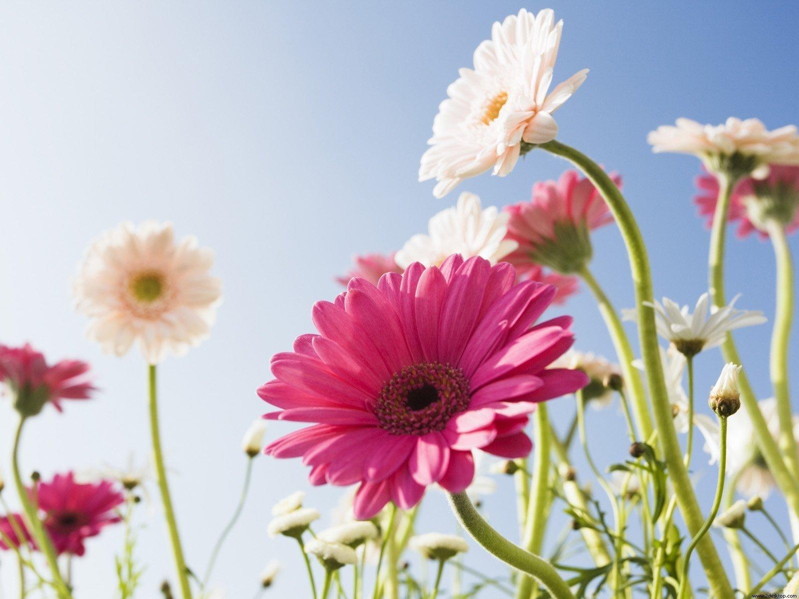 Gerbera HD Wallpaper and Background Image
