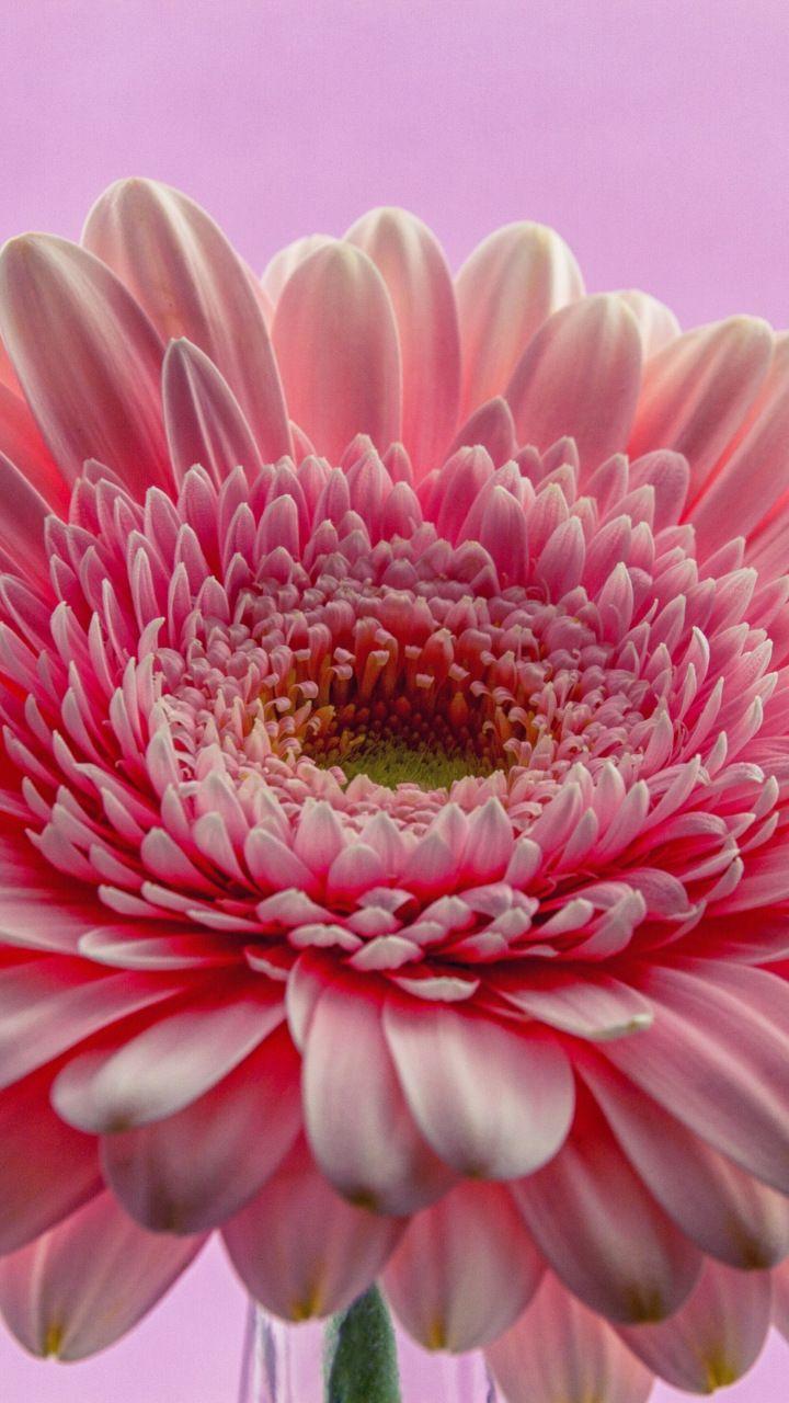 Gerbera, flower, pink, close up, 720x1280 wallpaper. Flowers