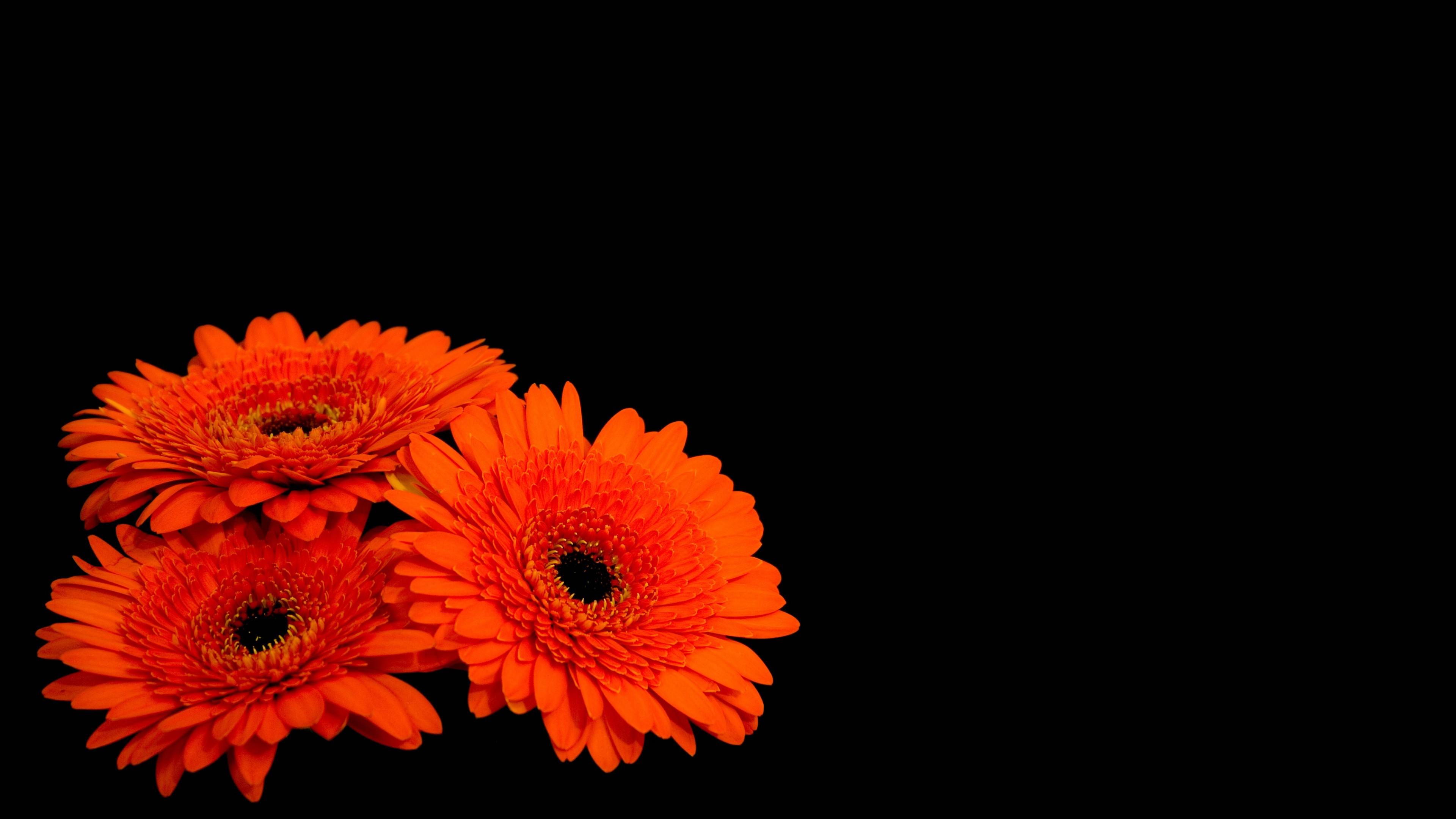 Wallpaper Gerbera flowers, Orange Gerber Daisies, Dark background