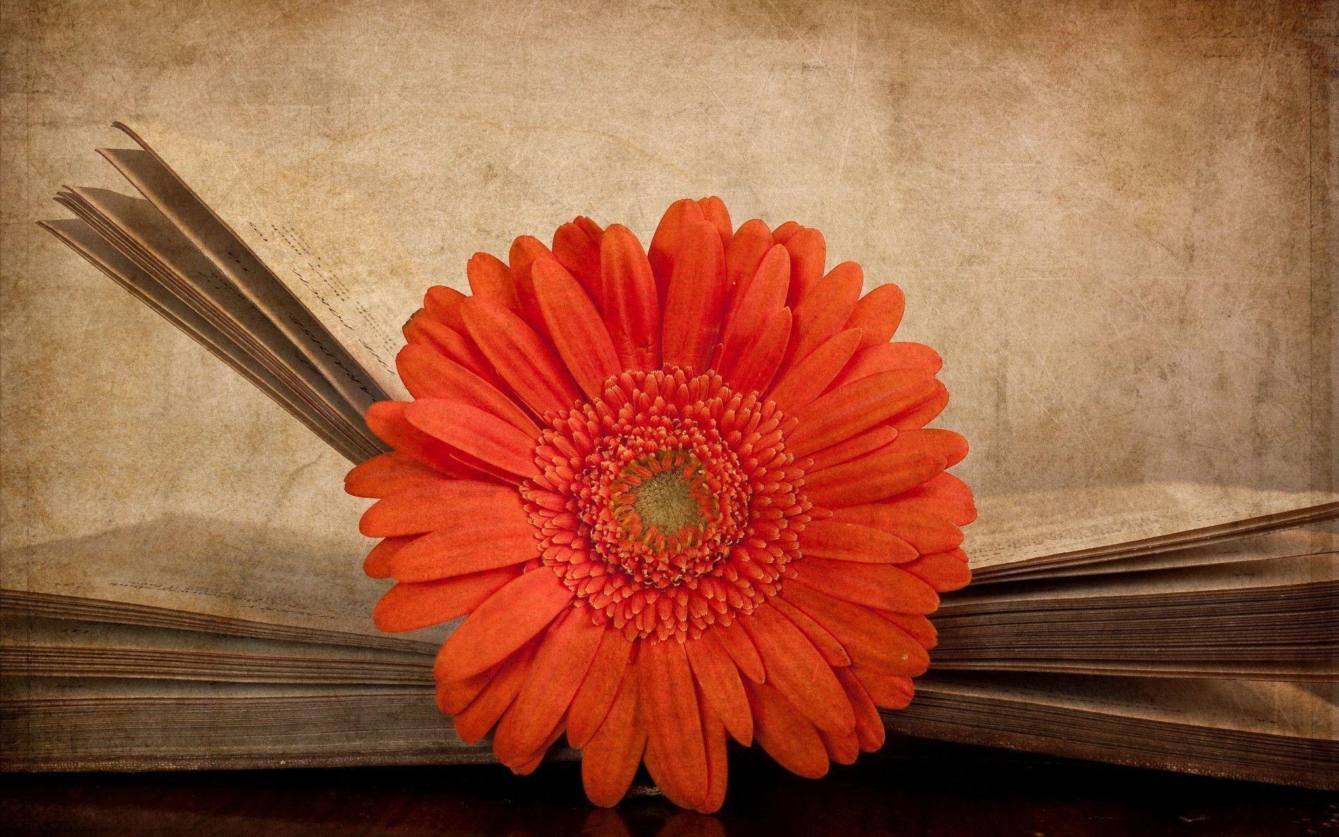 Gerbera Daisies Wallpaper