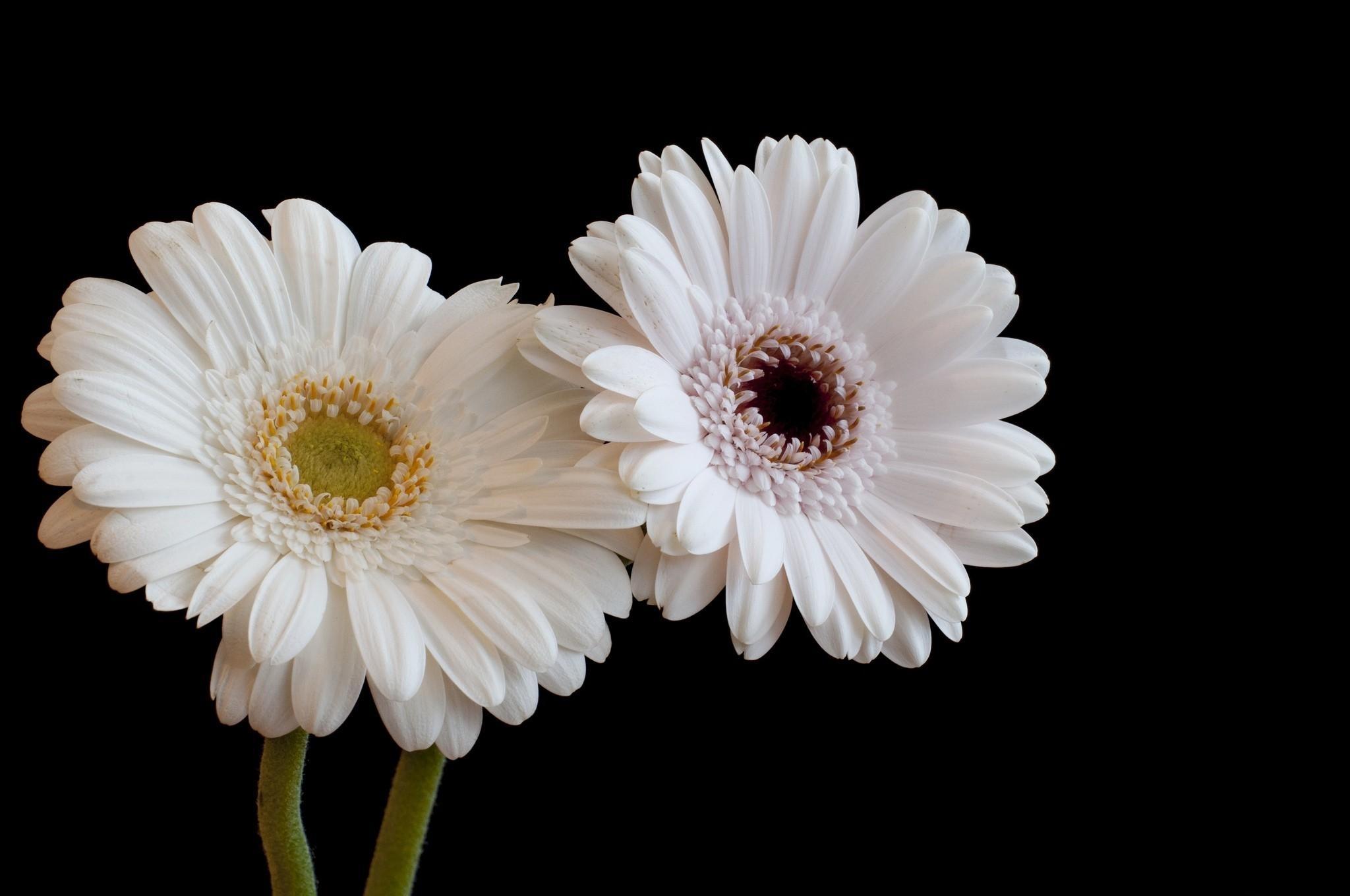 Gerbera HD Wallpaper and Background Image