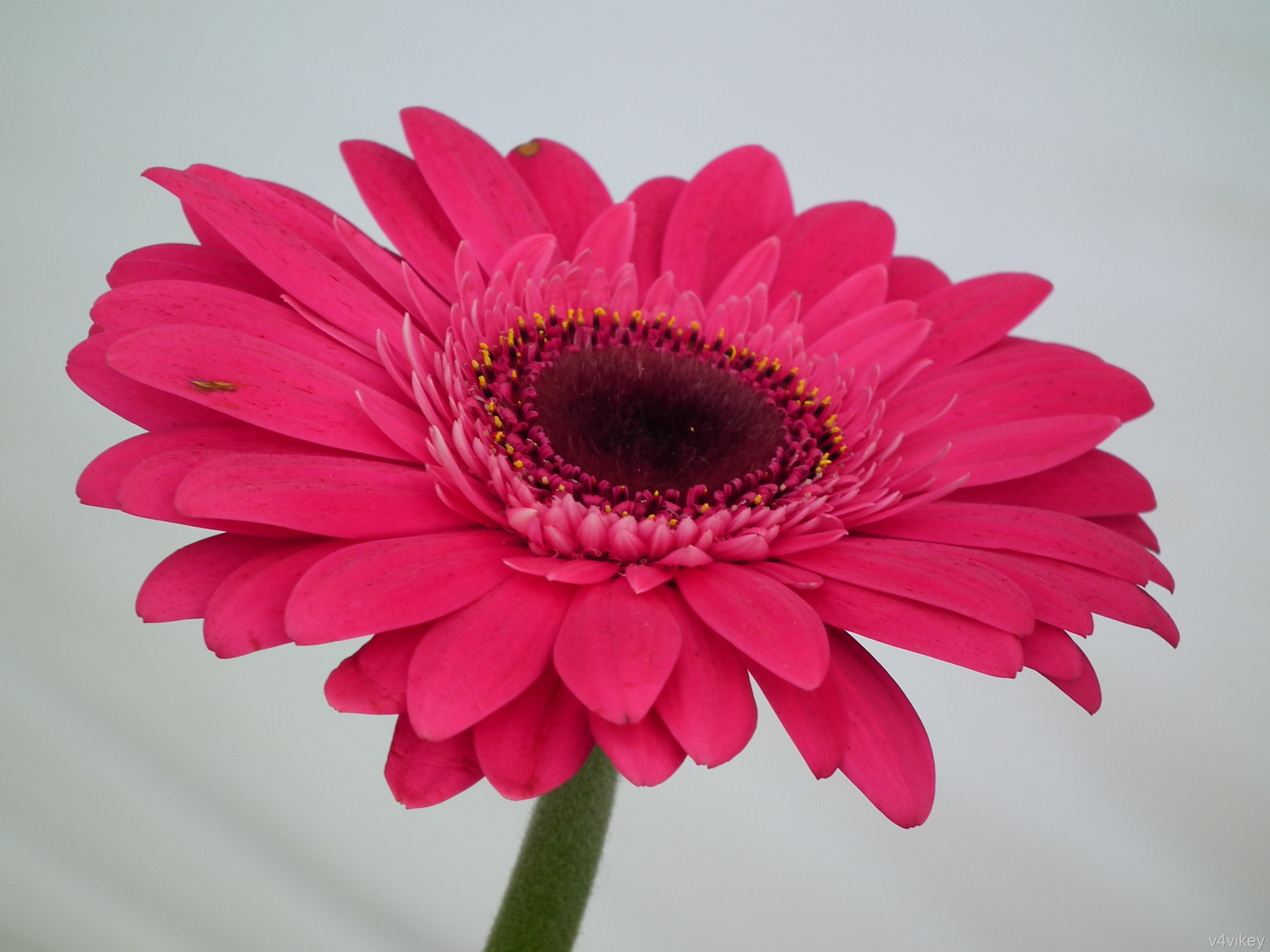 Meaning ; Symbolism of Gerbera Daisy Flower « Wallpaper Tadka