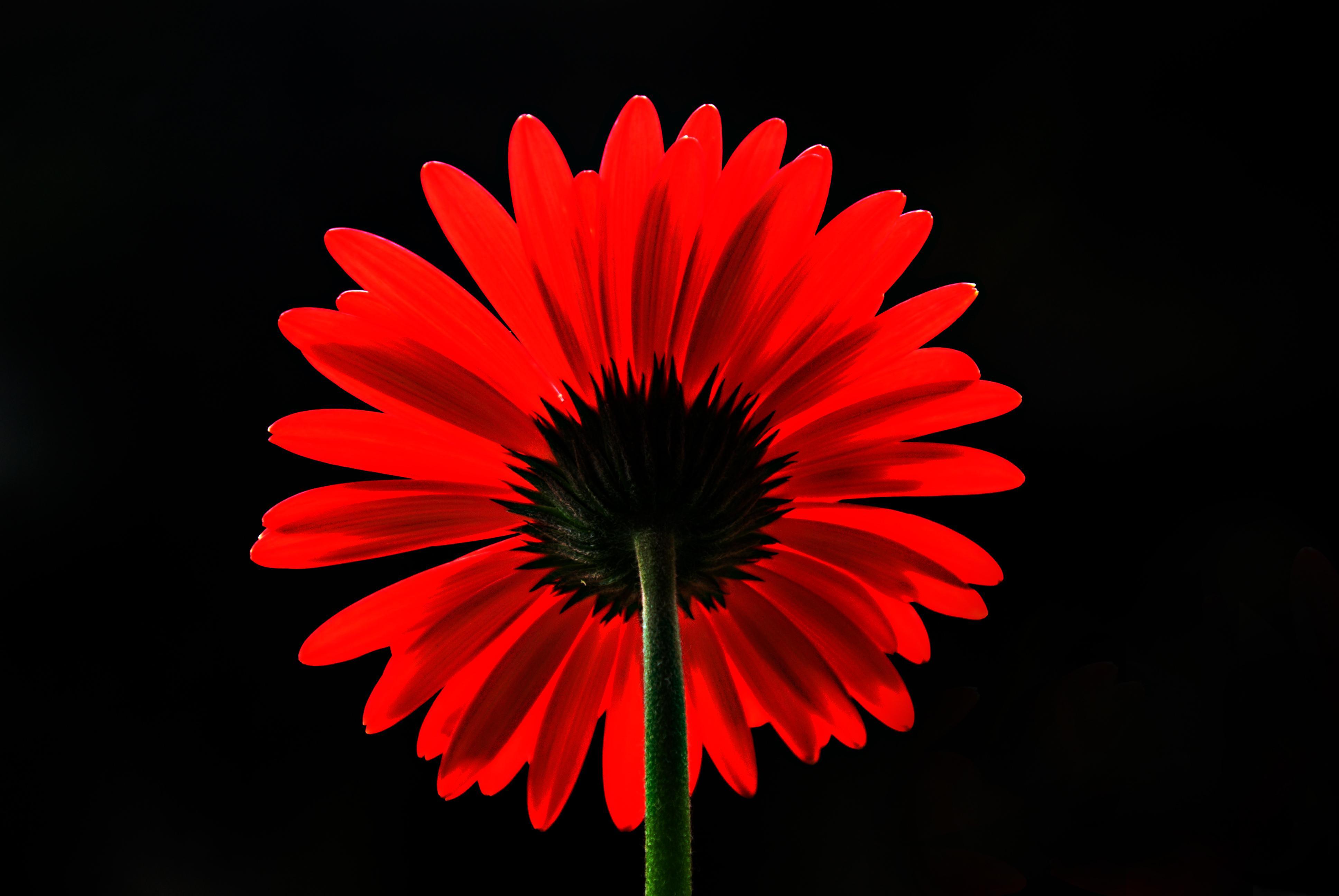 K, #Red Daisy, #Red Gerbera Daisy