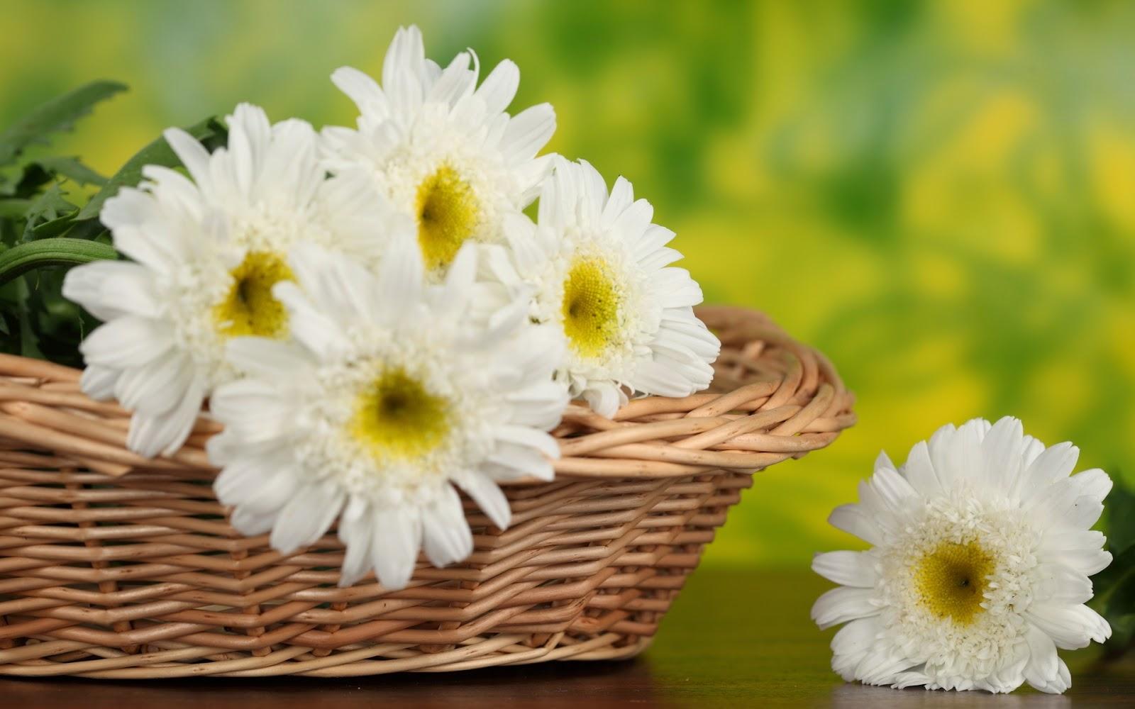 White Gerbera Daisy Flower Photography HD picture & Wallpaper