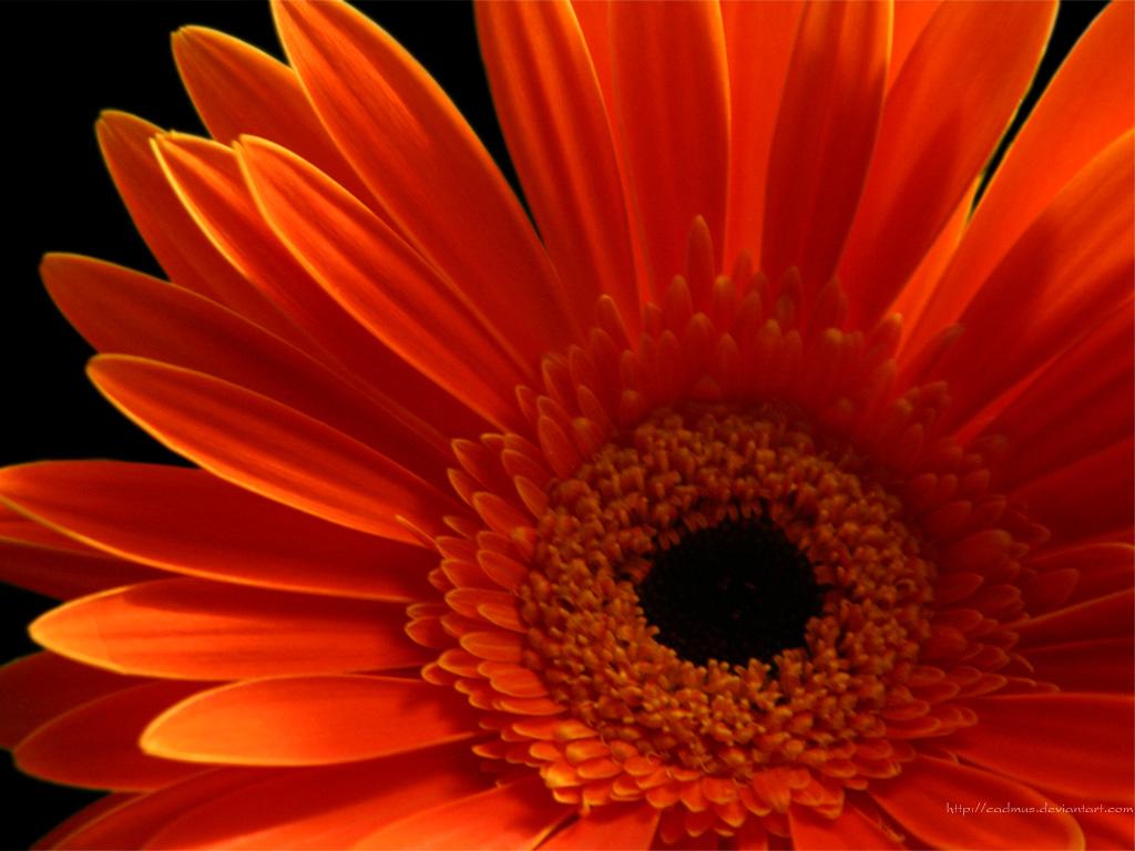 Gerbera Daisy Wallpaper