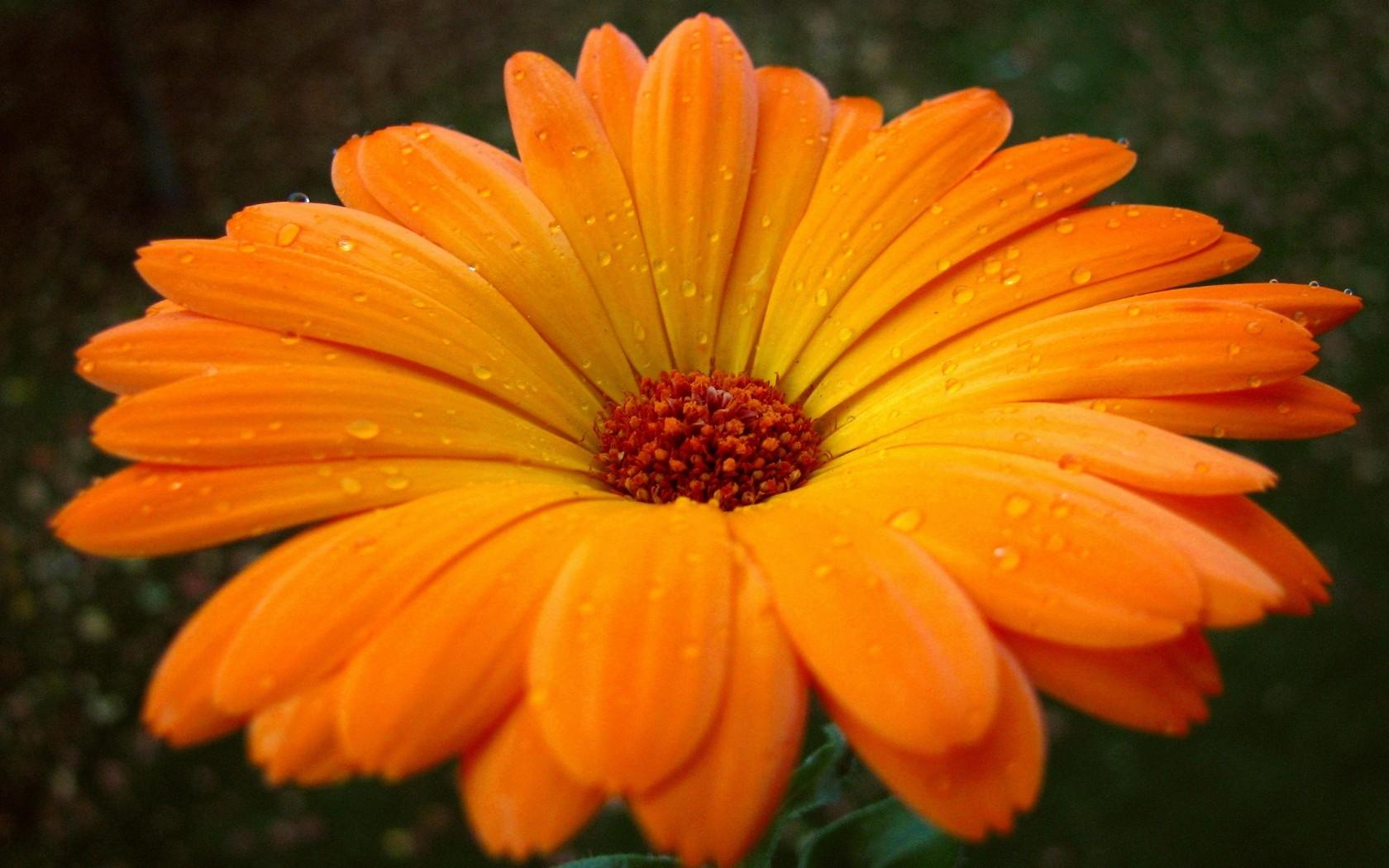 Flowers: Orange Nature Gerbera Daisy Flower HD Wallpaper Download