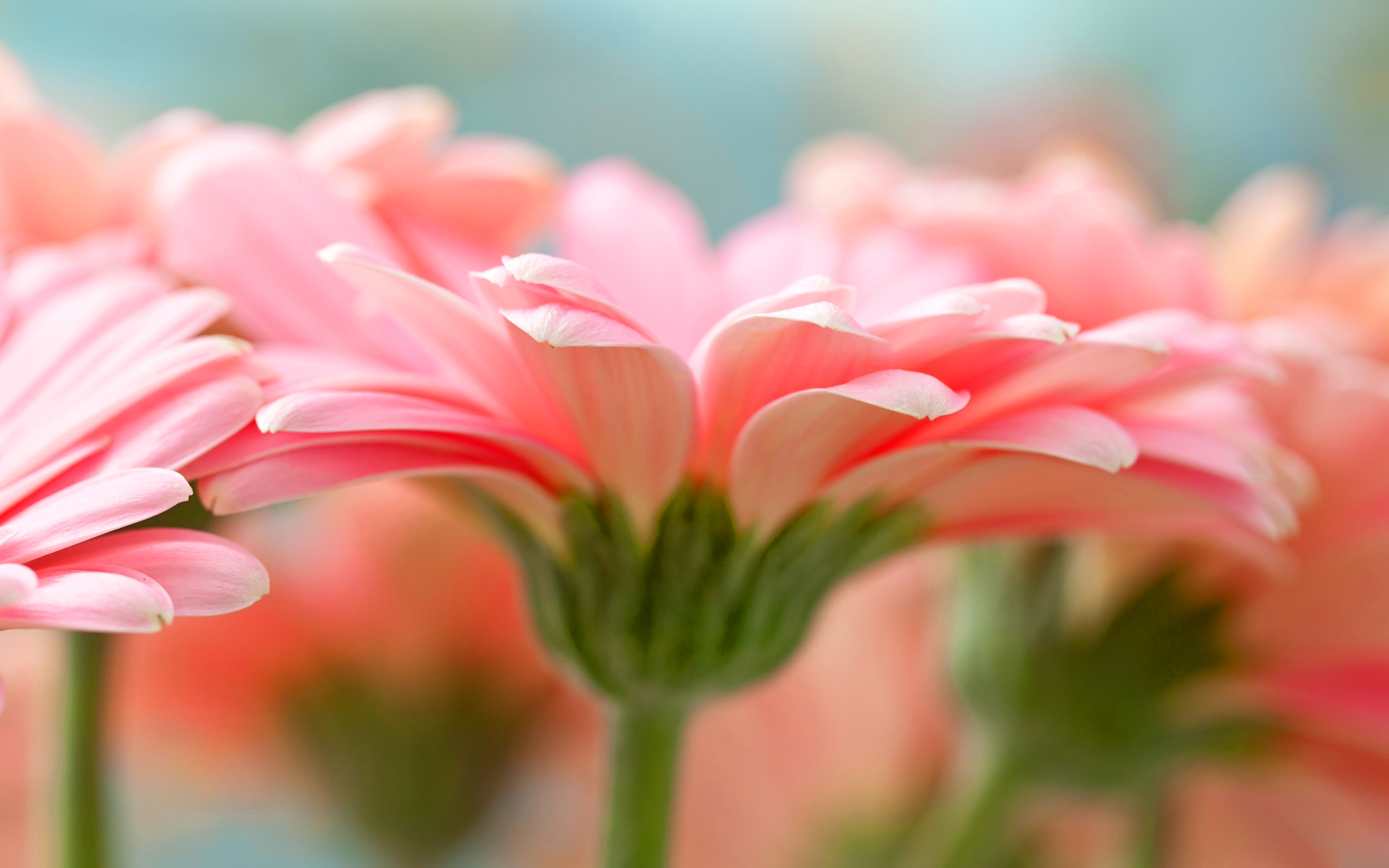 pink gerbera flower Desktop Wallpaperk HD
