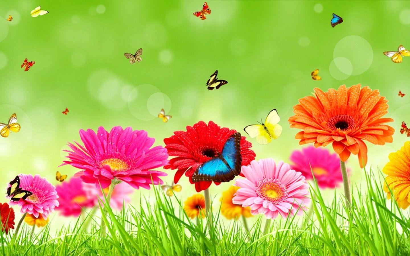 Beautiful Gerberas Flowers Picture Wallpaper HD Free Desktop