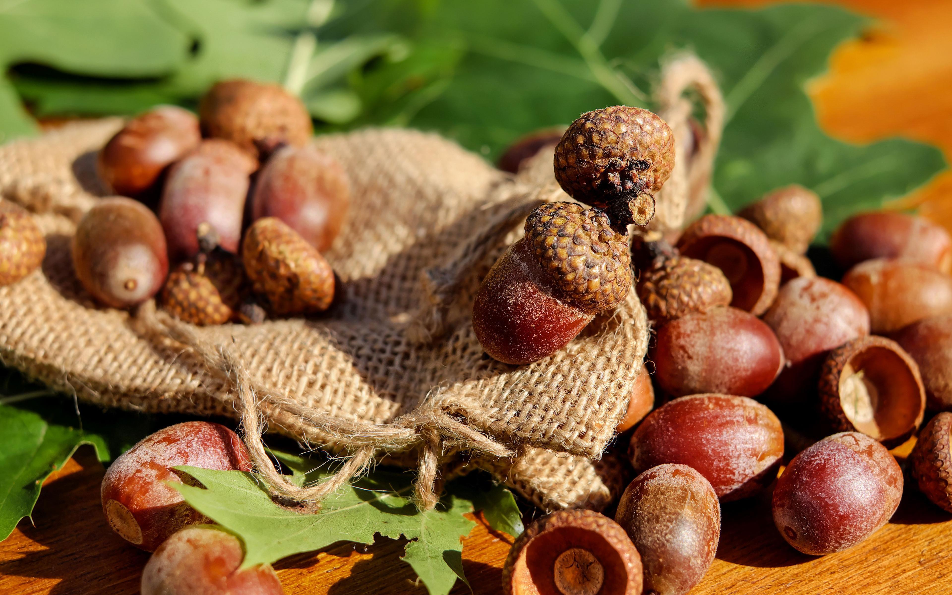 Download wallpaper 3840x2400 acorns, bag, nuts 4k ultra HD 16:10 HD