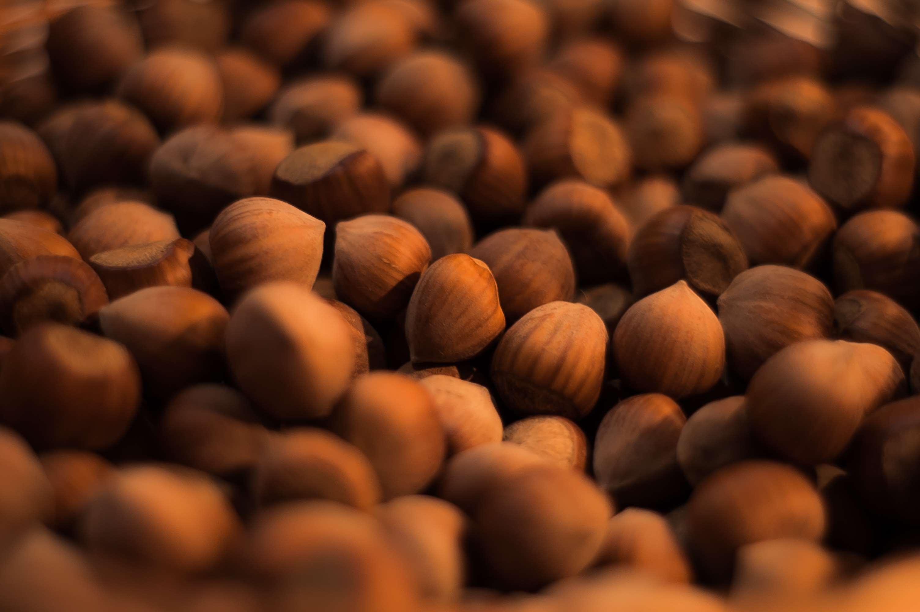 brown, food, hazelnuts, nuts wallpaper and background. Free