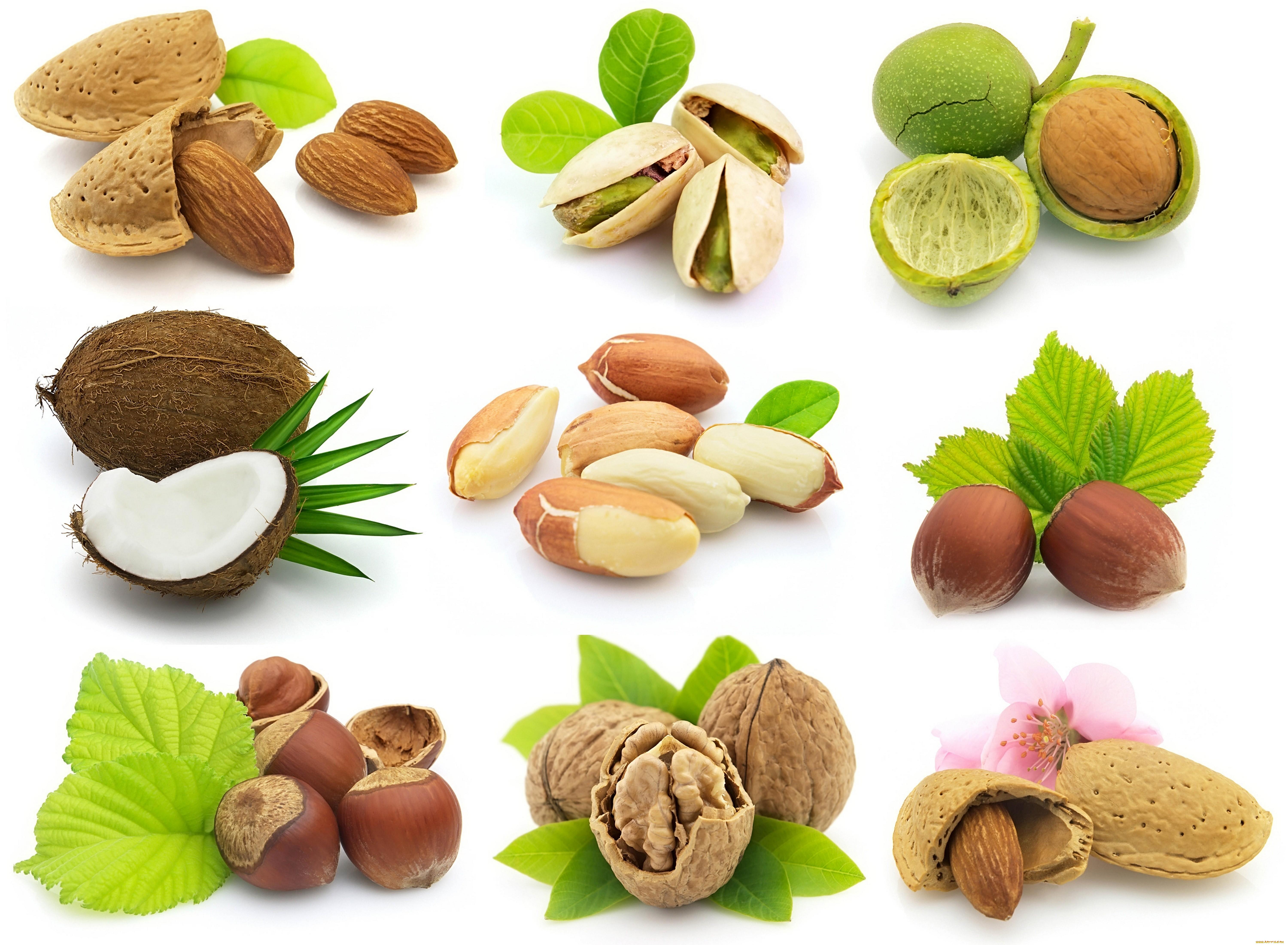 Nut Wallpaper 10 X 4403