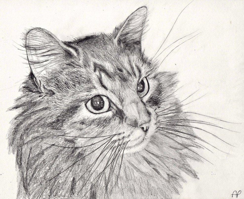 Free Cat Drawing, Download Free