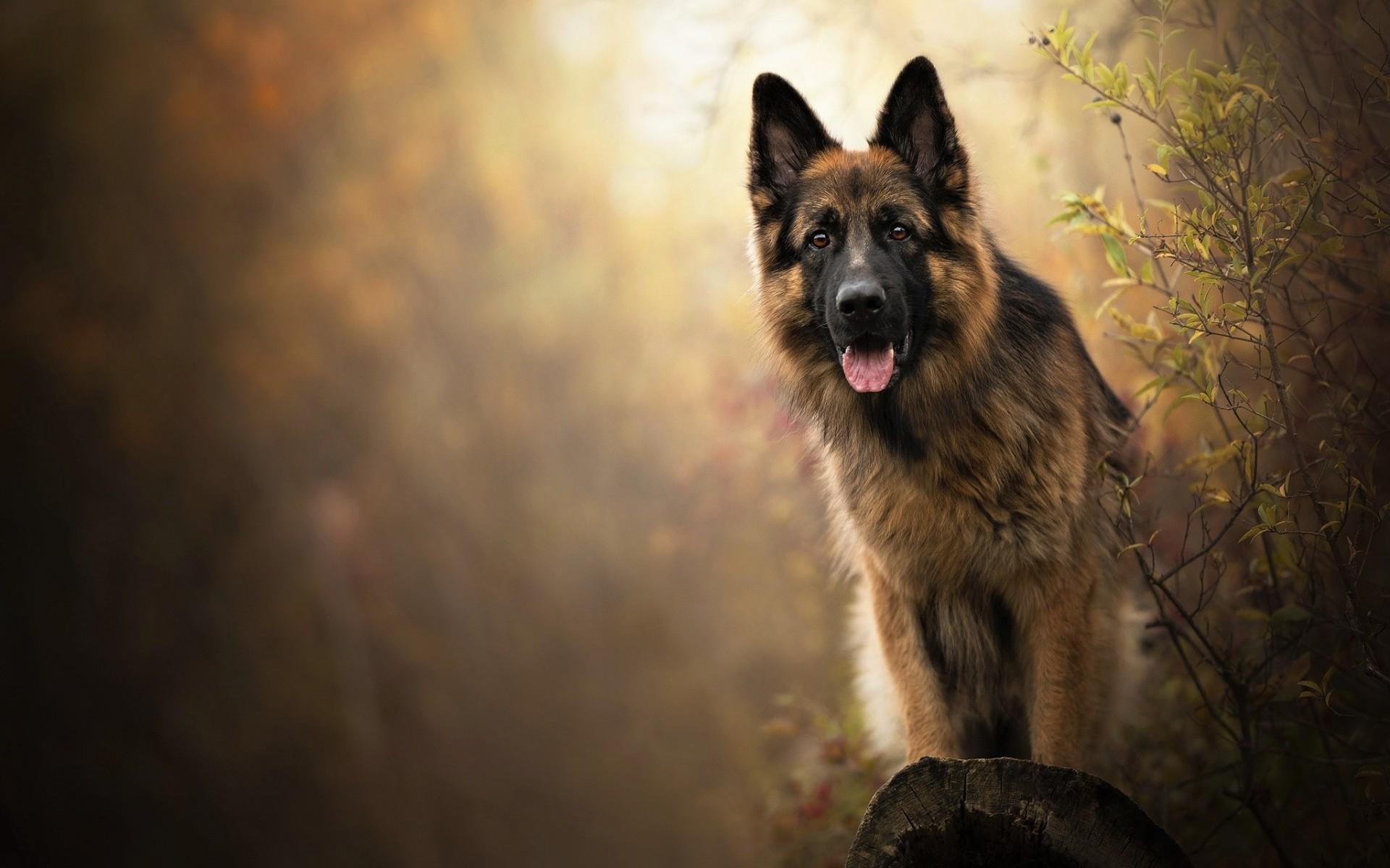 Download 1920x1200 German Shepherd, Dogs Wallpaper for MacBook Pro