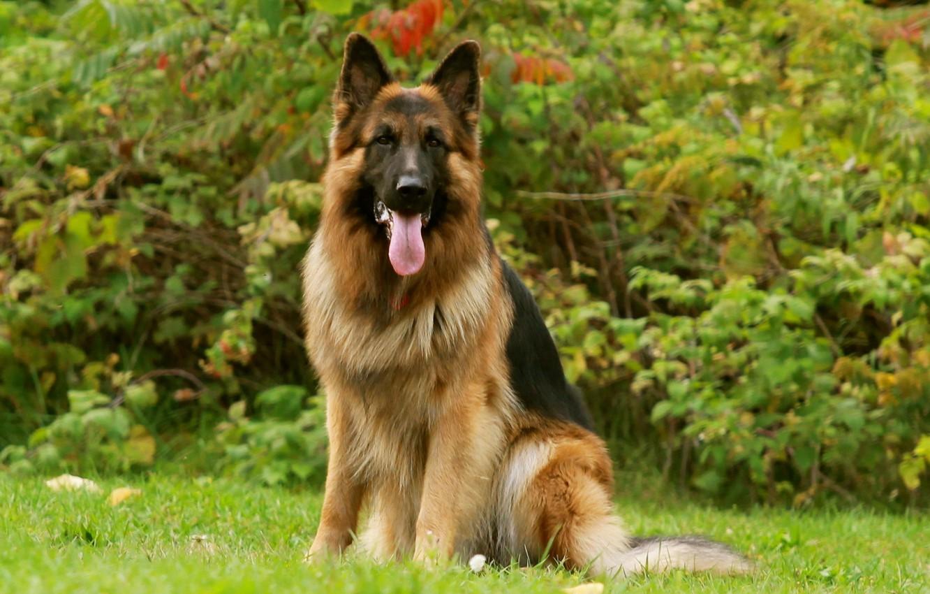 Wallpaper Dog, friend, German Shepherd image for desktop, section