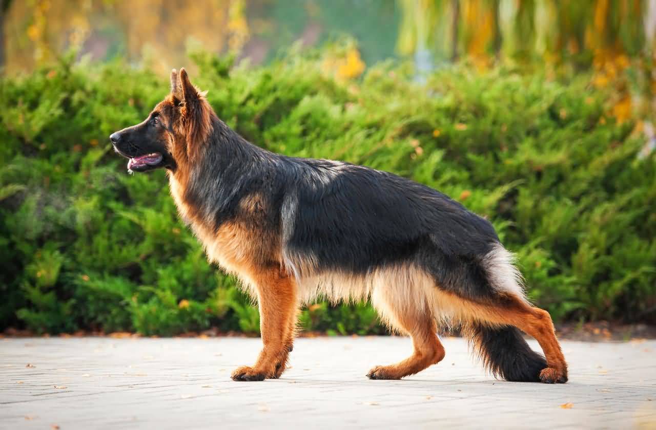 German Shepherd Dog Wallpaper Free German Shepherd Dog