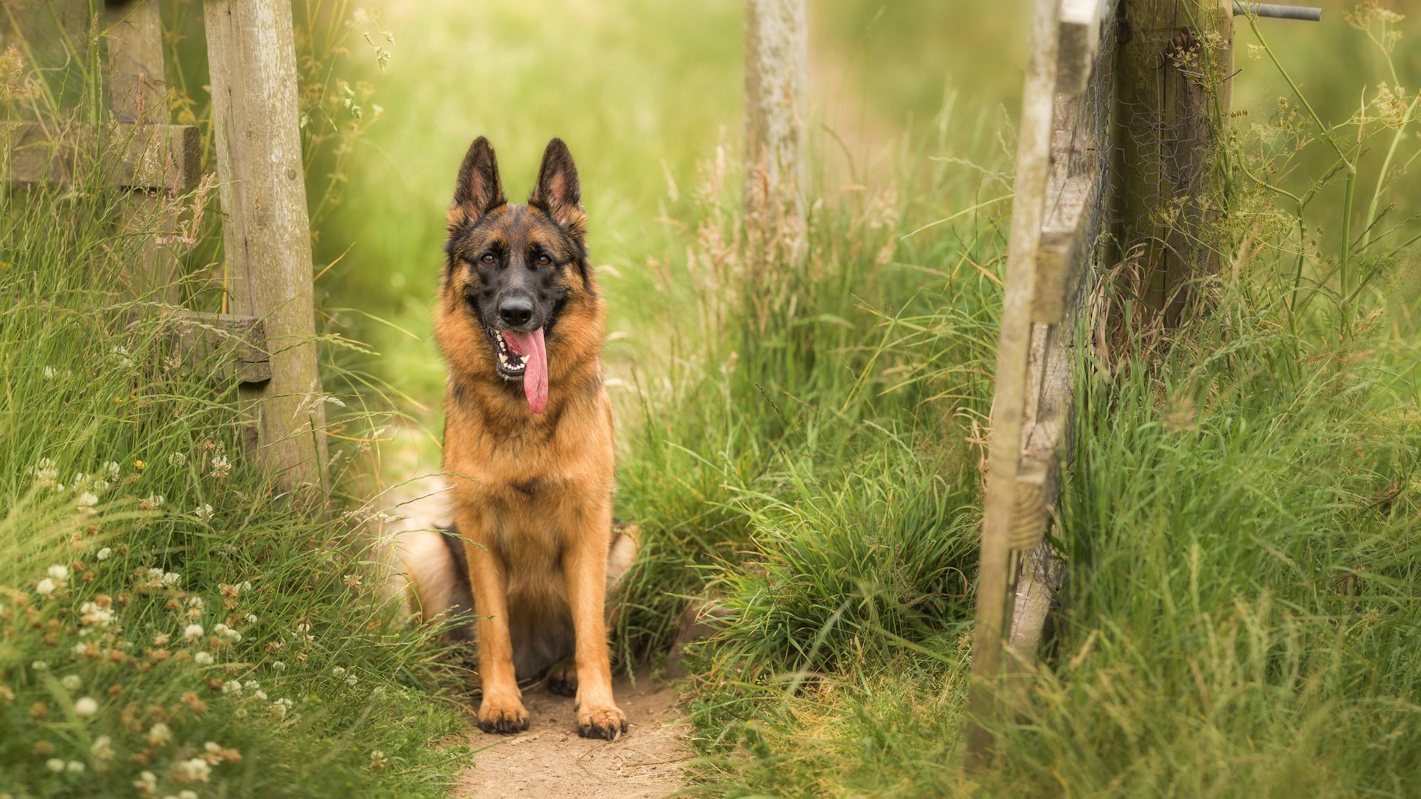 2048x1152 Pet, German Shepherd, Dog wallpaper and background