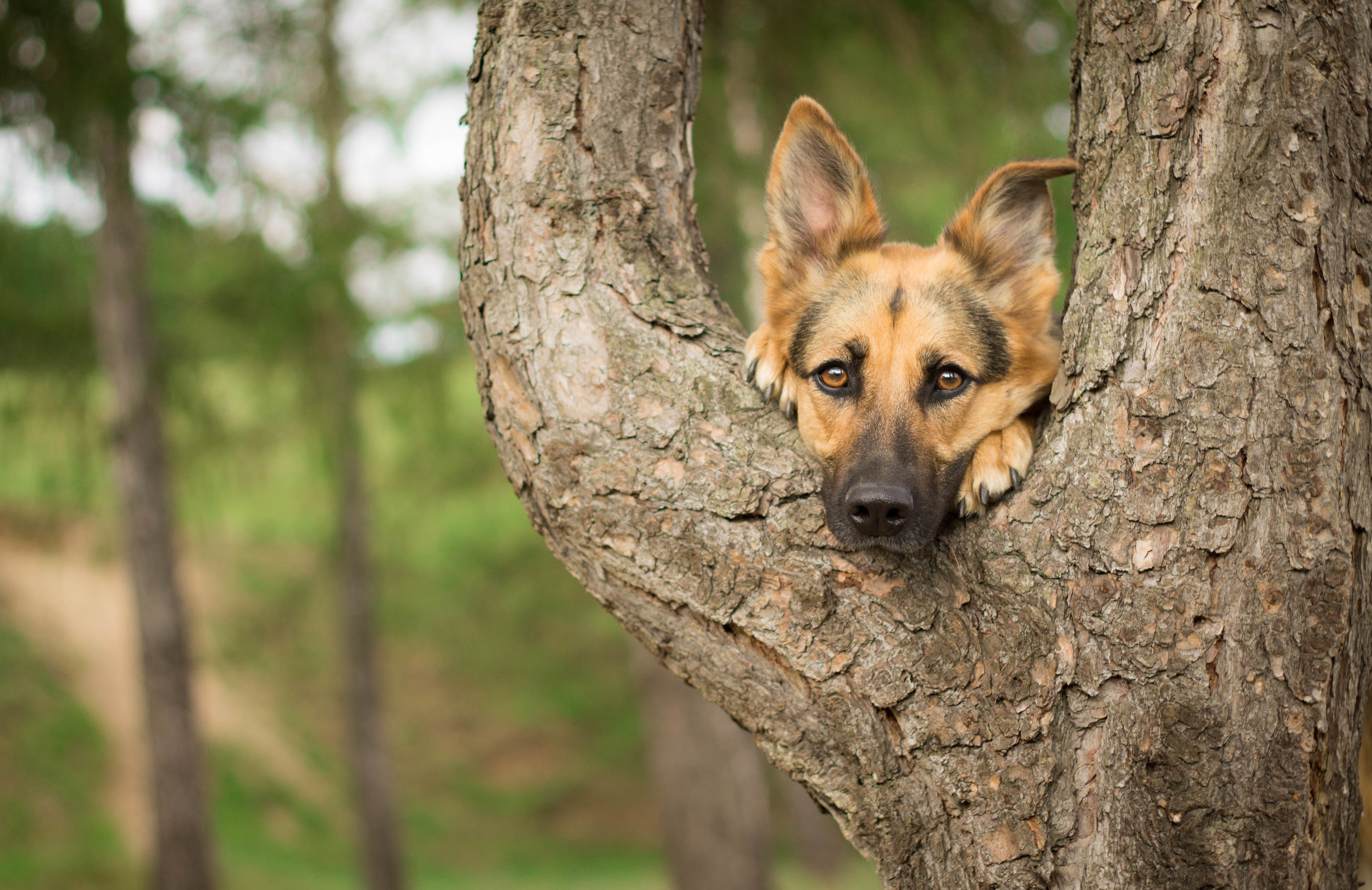 HD wallpaper: photography, German Shepherd, trees, dog