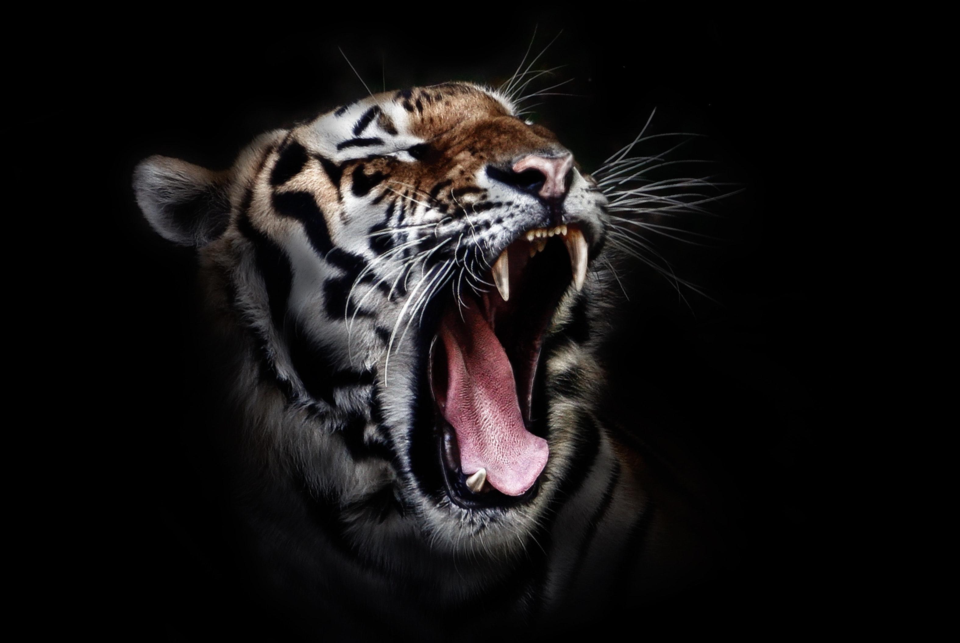 Photo of a Tiger Roaring · Free