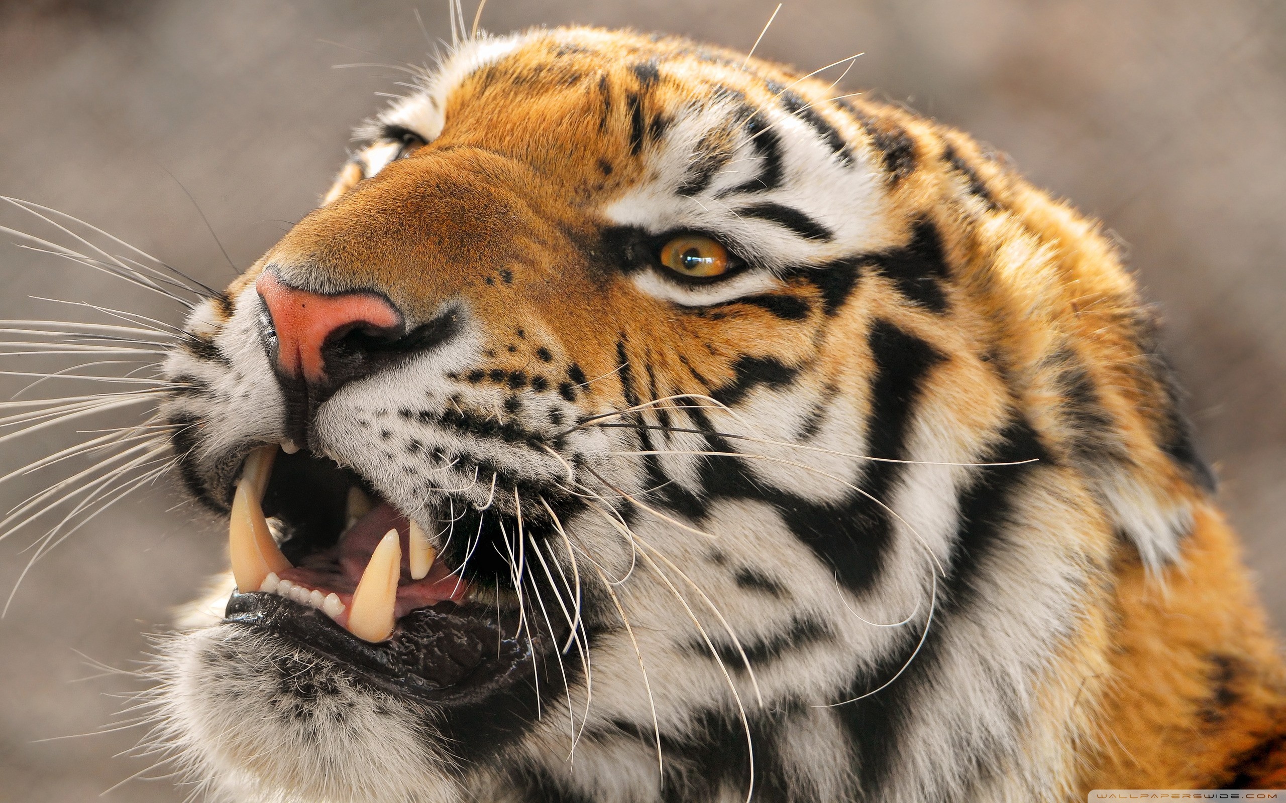 Tiger Roaring ❤ 4K HD Desktop Wallpaper for 4K Ultra HD TV