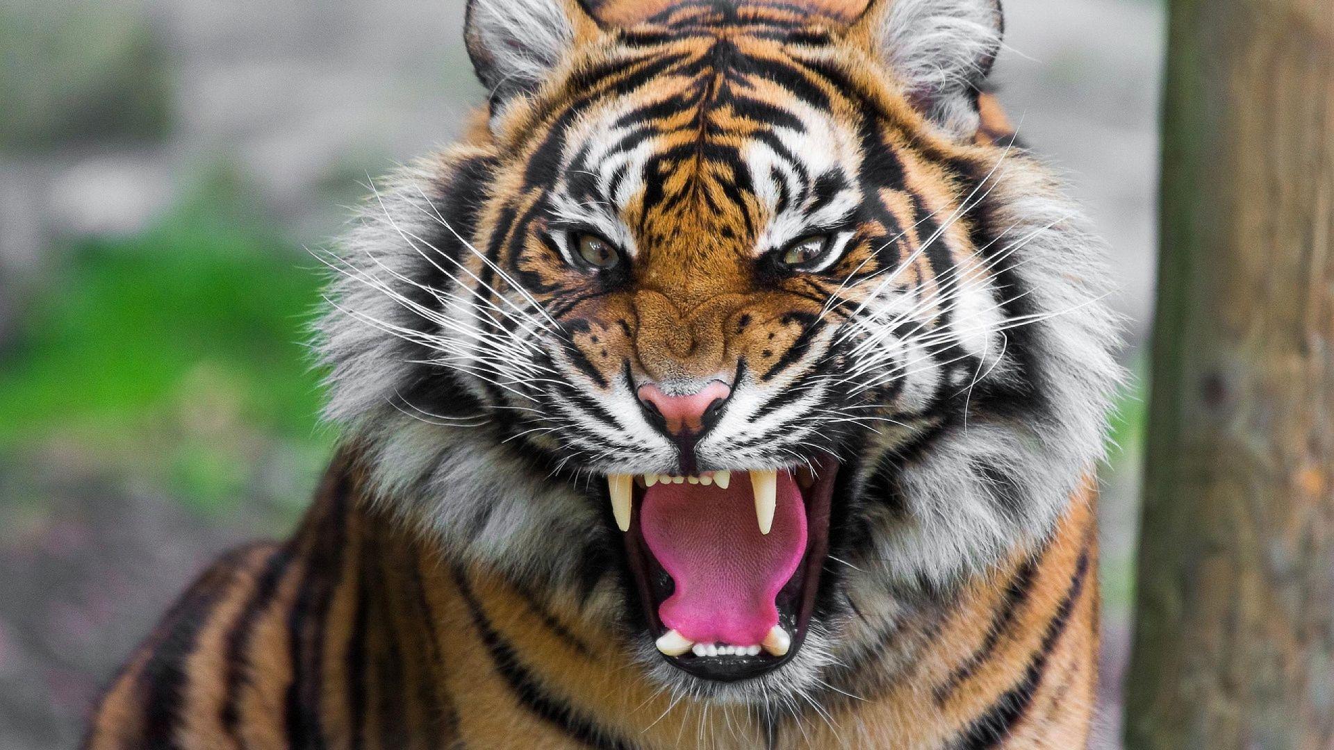 Tiger Roaring Wallpapers Wallpaper Cave