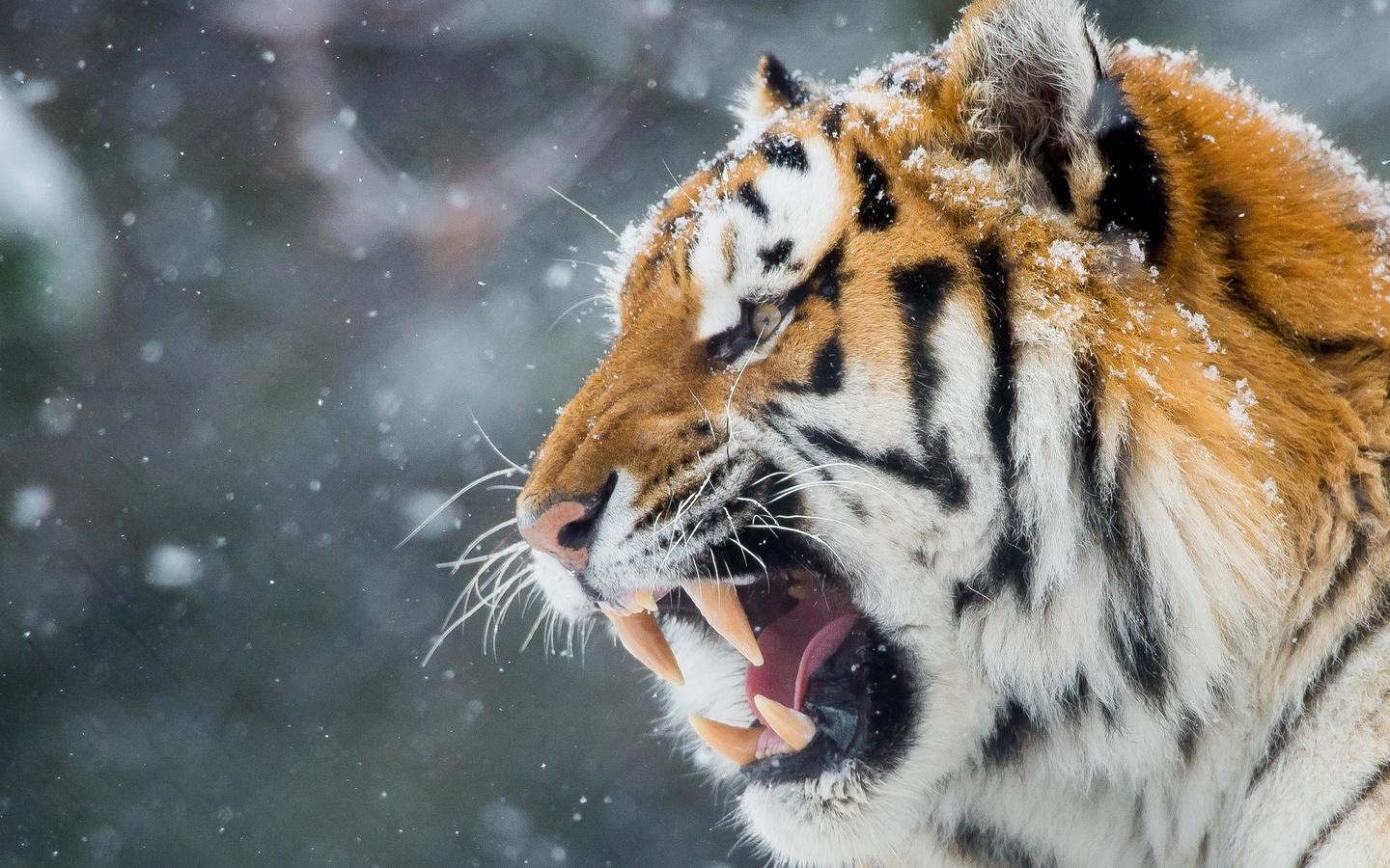 Tiger Roar Teeth 1440x900 Resolution HD 4k Wallpaper