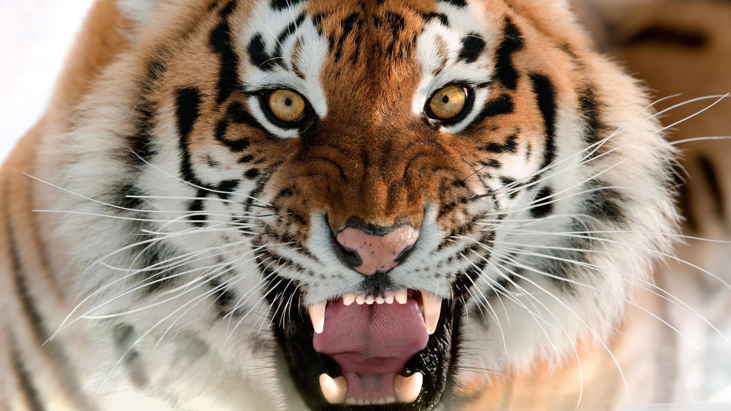 tiger roaring face